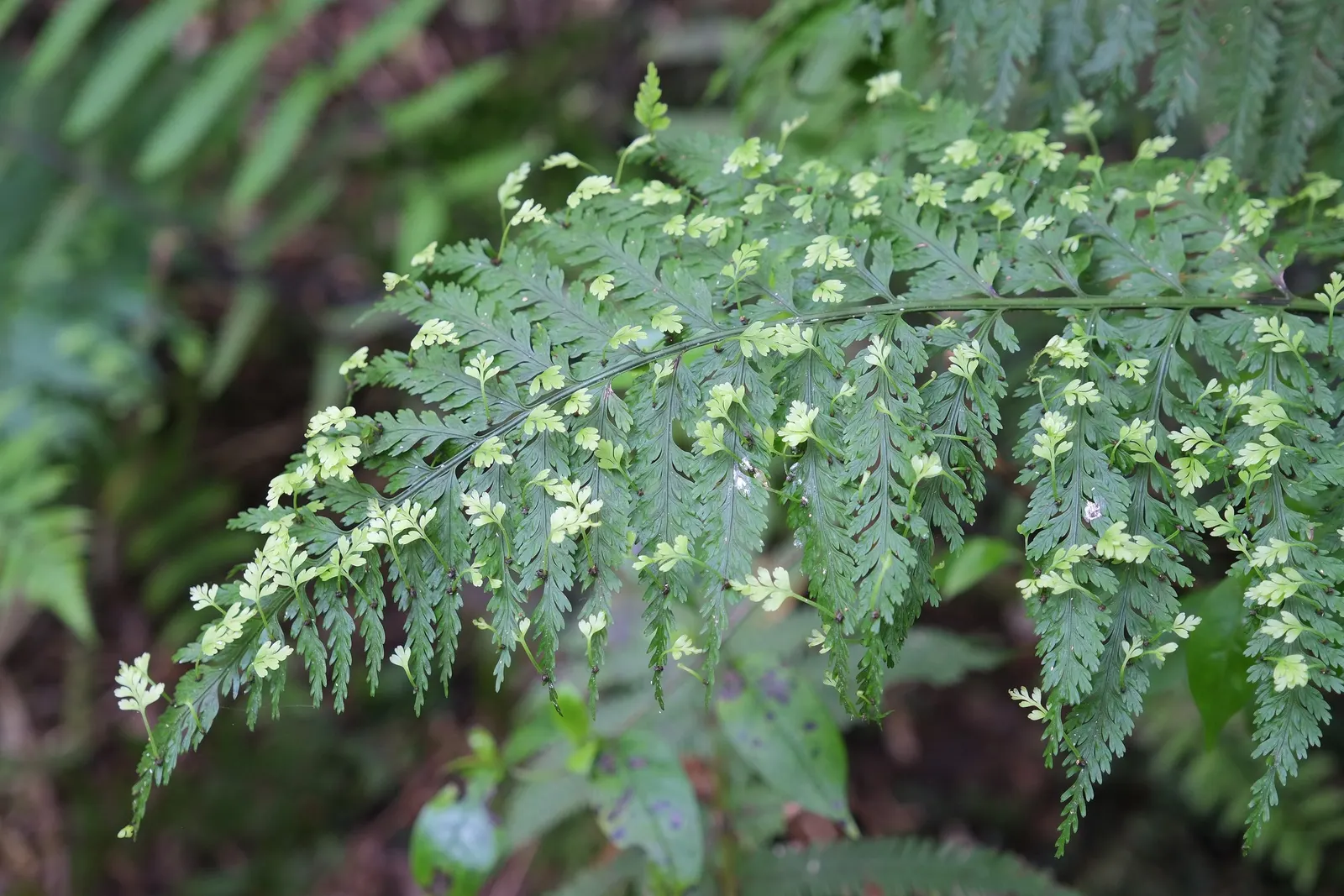 Mother Fern (Asplenium Bulbiferum) — commonly known as the Mother Fern; which loosely equates to mildly acidic conditions, image 52