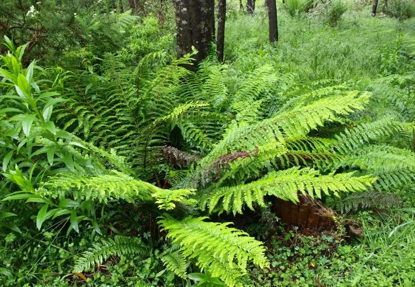 Mother Fern (Asplenium Bulbiferum) — A charming accent for shady gardens or container displays that offers a verdant, textured appearance; it is, image 51