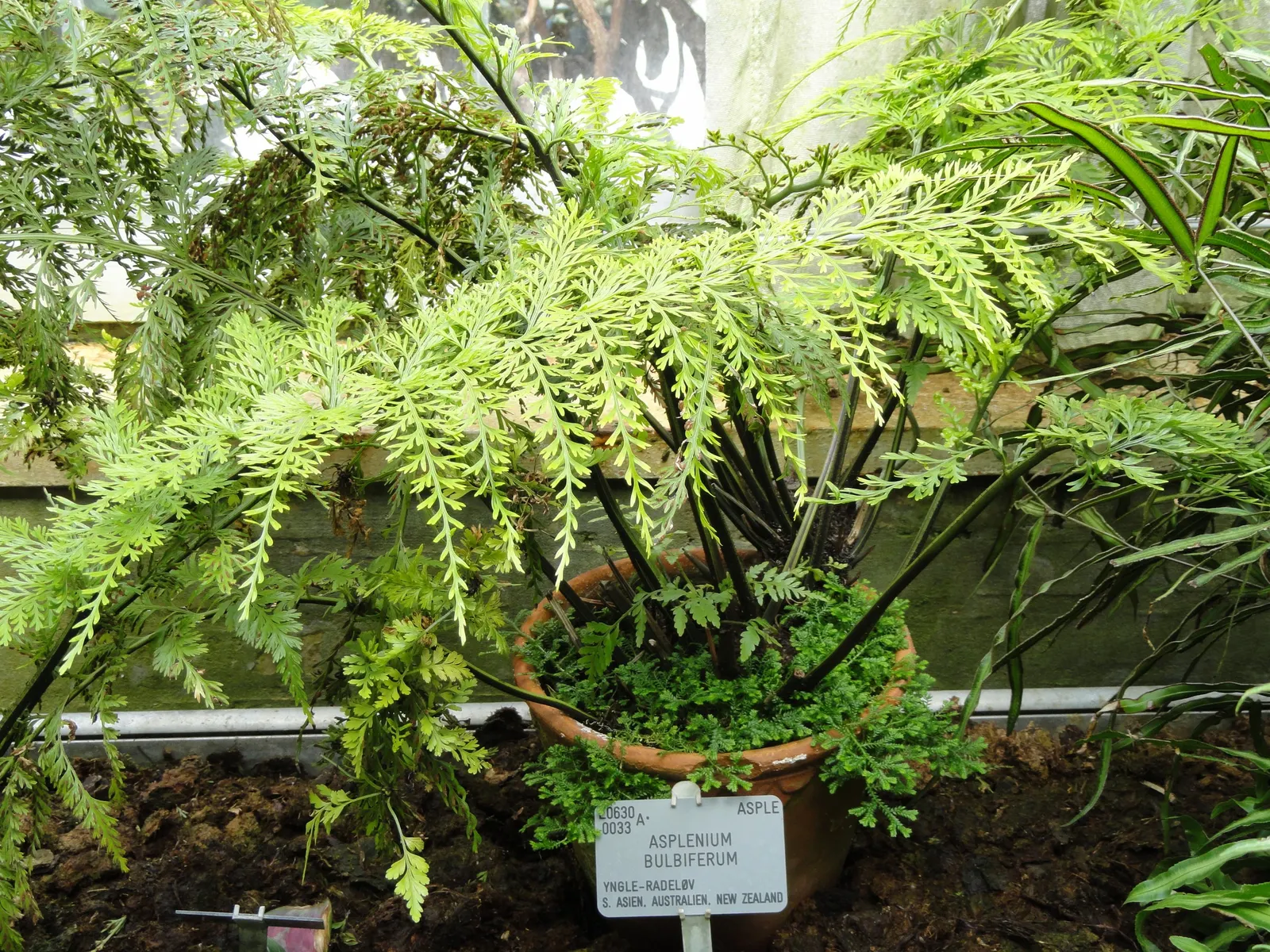 Mother Fern (Asplenium Bulbiferum) — These offspring root easily upon falling; be cautious of overwatering, however, as it can lead to root rot