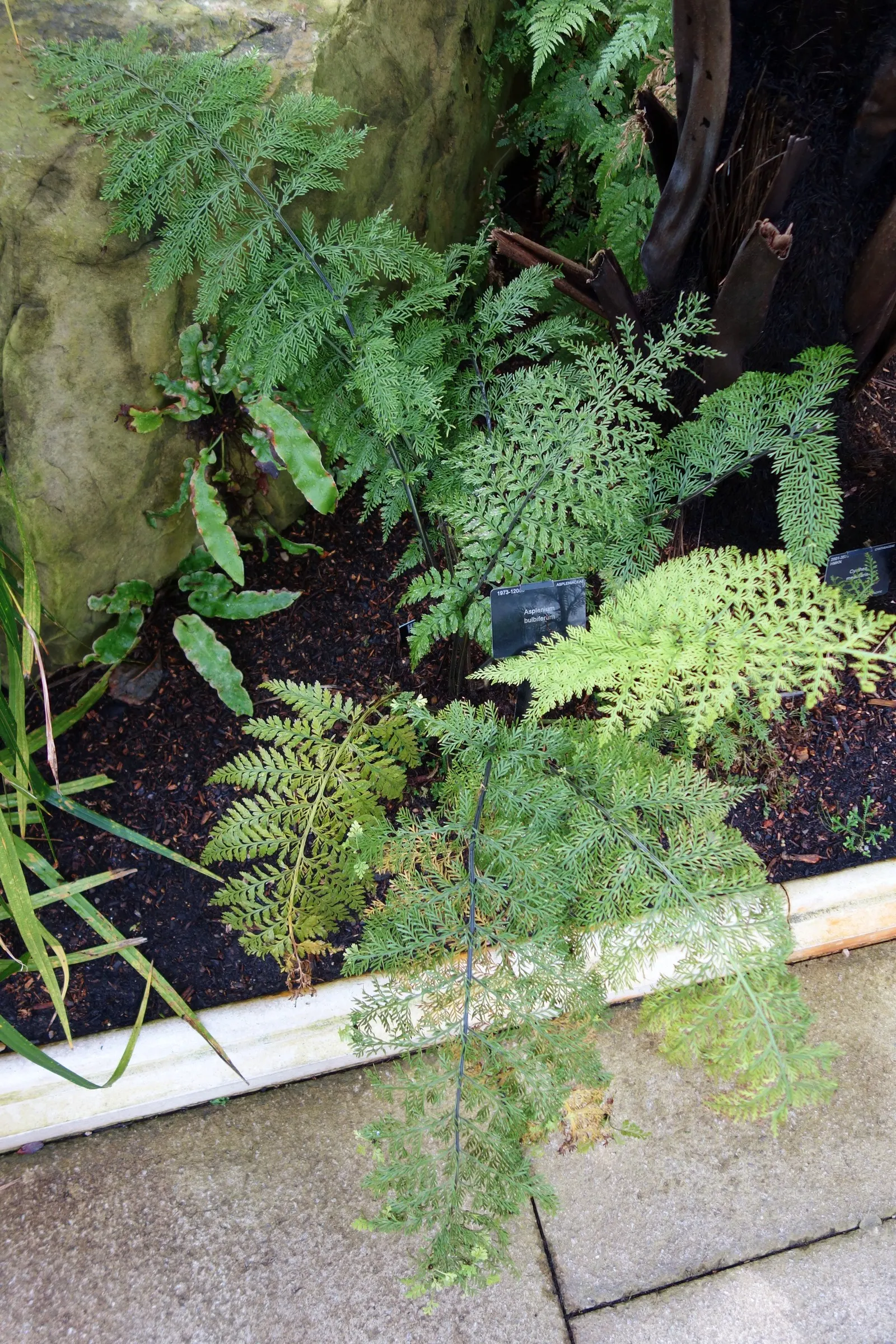 Mother Fern (Asplenium Bulbiferum) — One distinct characteristic of this fern is its ability to produce bulbils - tiny plantlets - atop its fronds; a charming