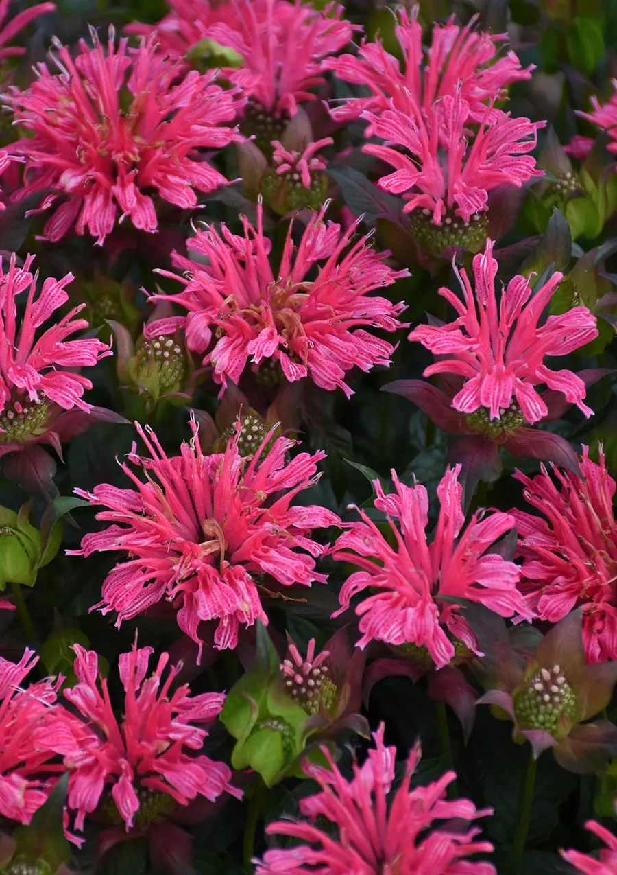 'Pardon My Rose' Bee Balm (Monarda didyma) — The Monarda didyma 'Pardon My Rose' is a compact bee balm with fragrant