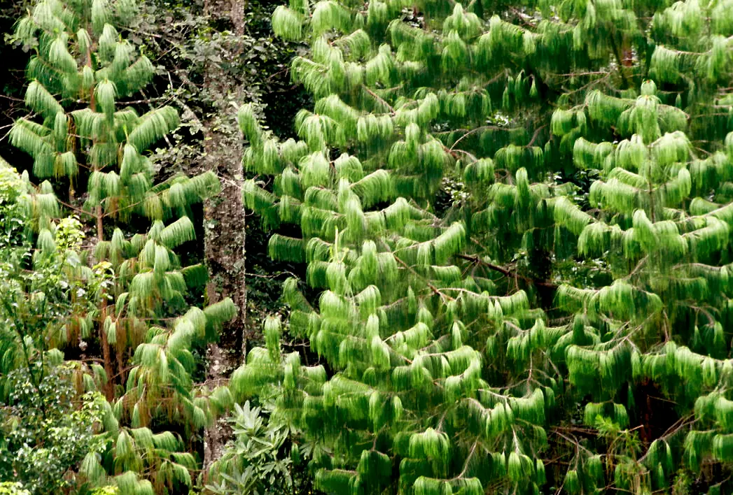 Jelecote Pine, Mexican Pine (Pinus Patula) — providing habitat and food sources for birds and other fauna
