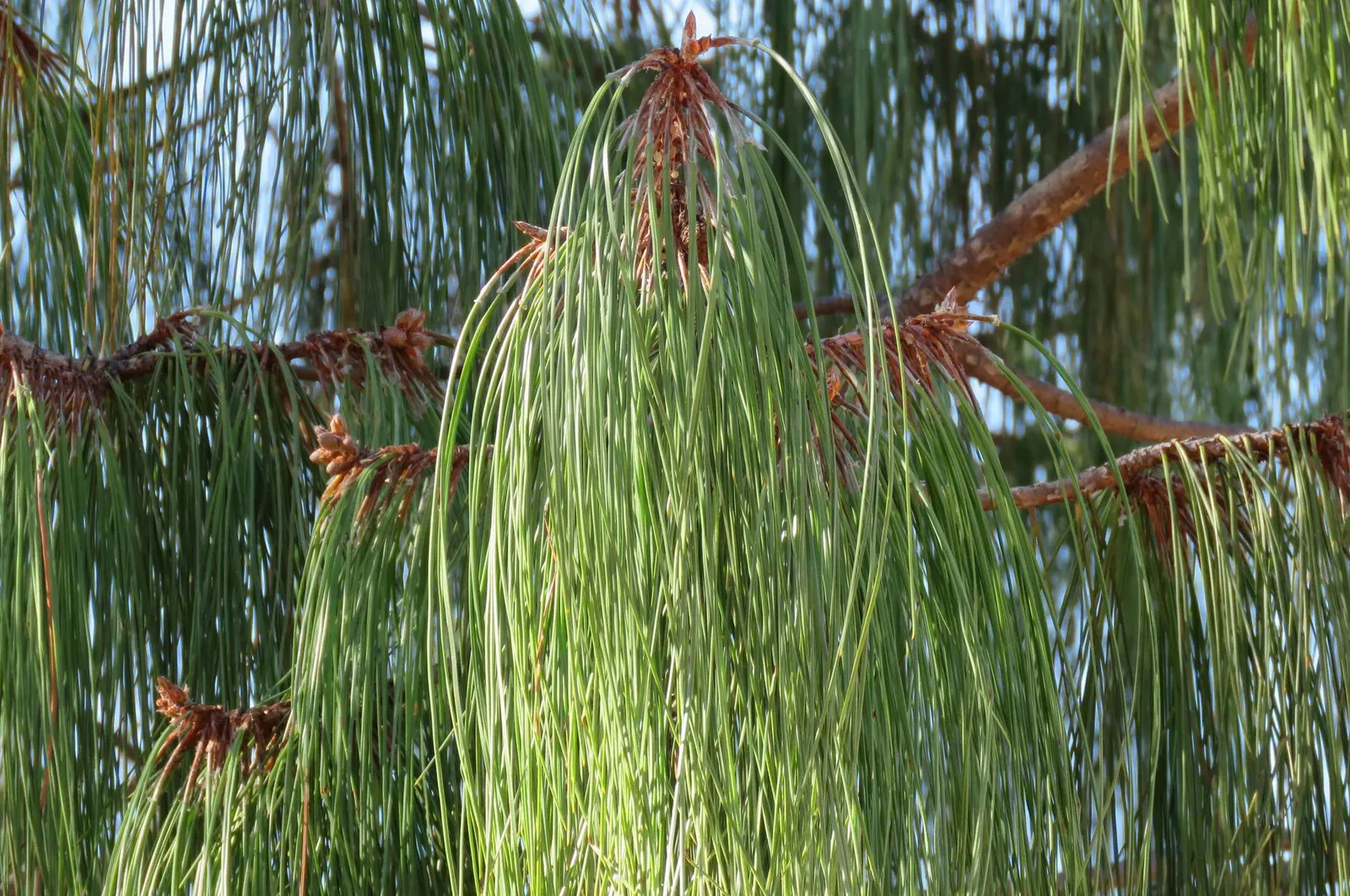 Jelecote Pine, Mexican Pine (Pinus Patula) — Boasting a height that reaches anywhere between 65 to 100 feet at maturity; it is an excellent choice for