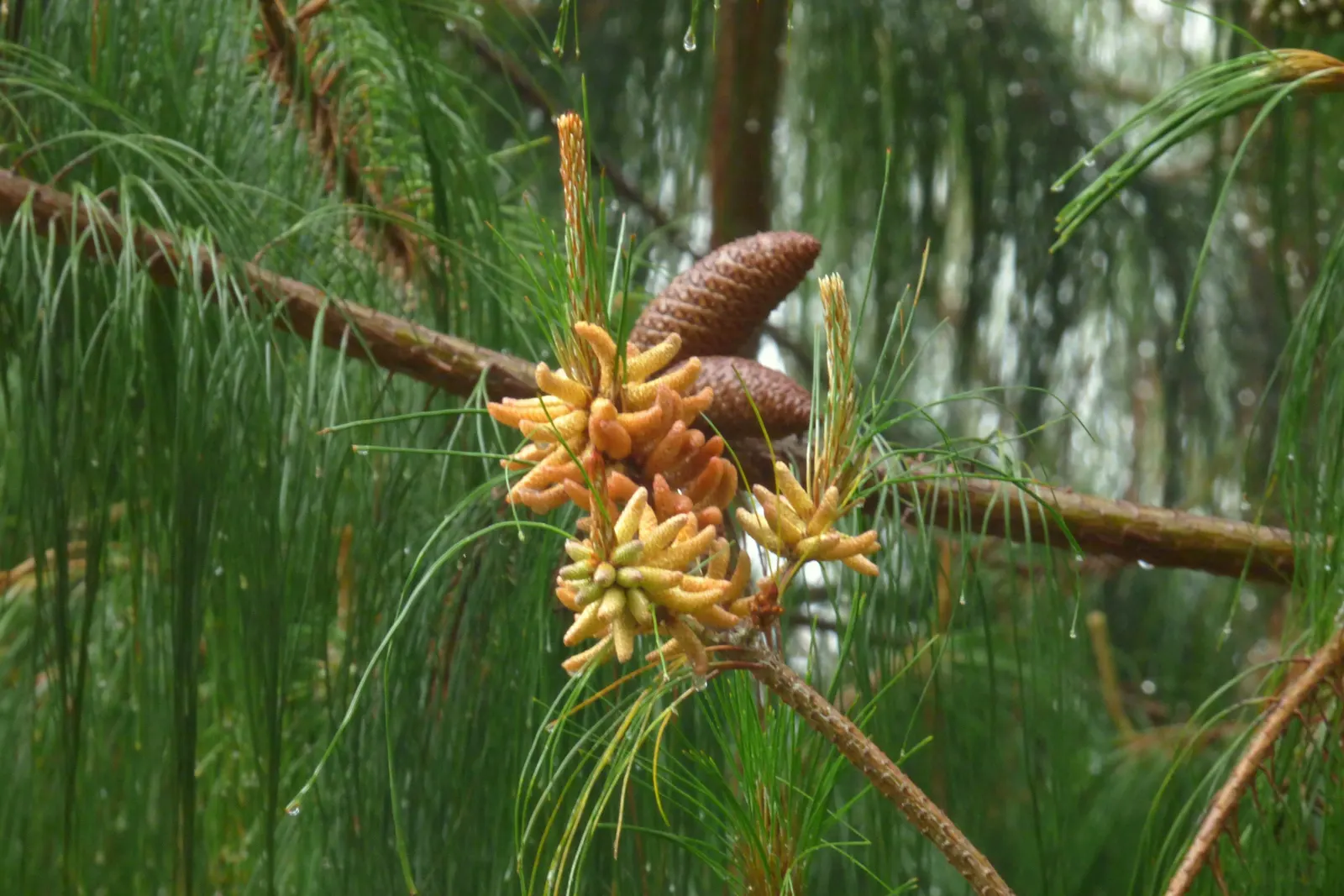 Jelecote Pine, Mexican Pine (Pinus Patula) — Ideal for creating vertical accents in large landscapes, it radiates a graceful, soft aesthetic; this pine can be