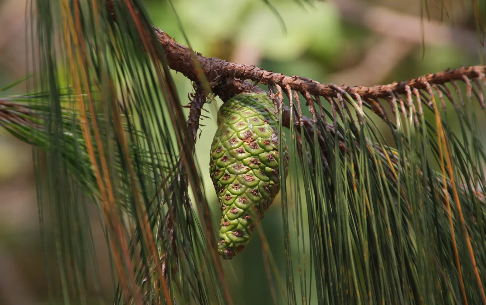 Jelecote Pine, Mexican Pine (Pinus Patula) — offering year-round interest and grandeur
