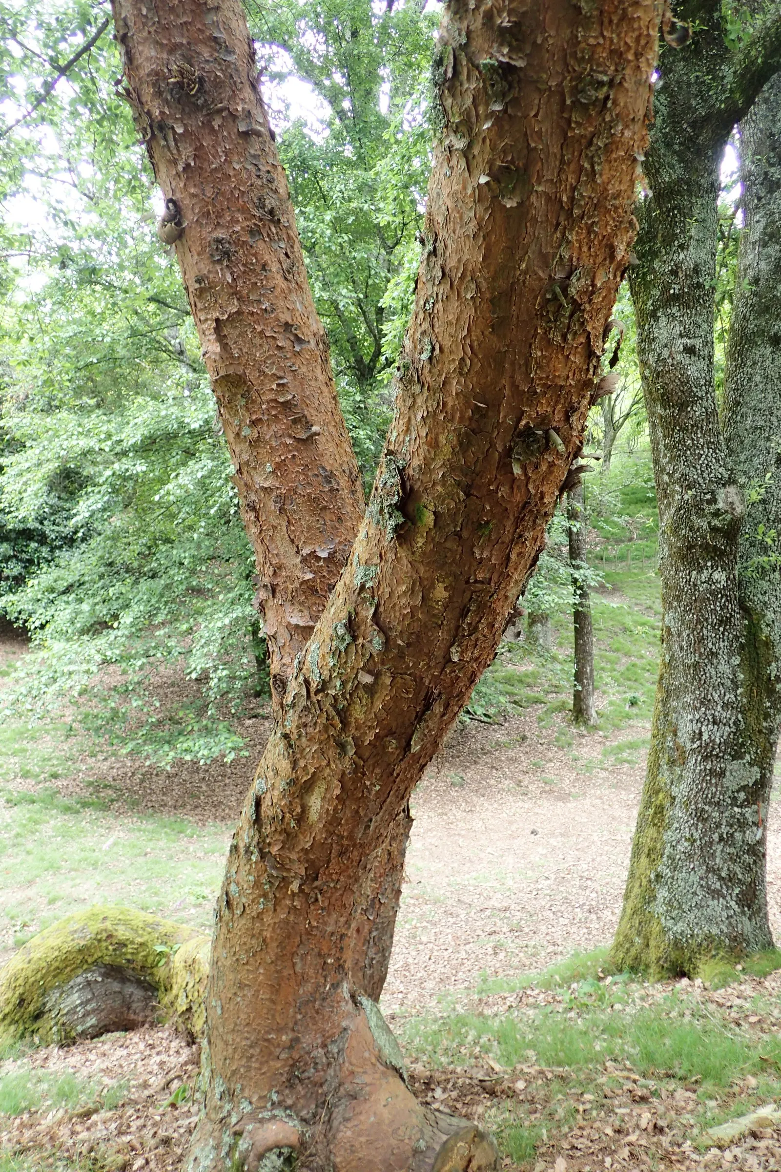 Jelecote Pine, Mexican Pine (Pinus Patula) — arranged in fascicles of three