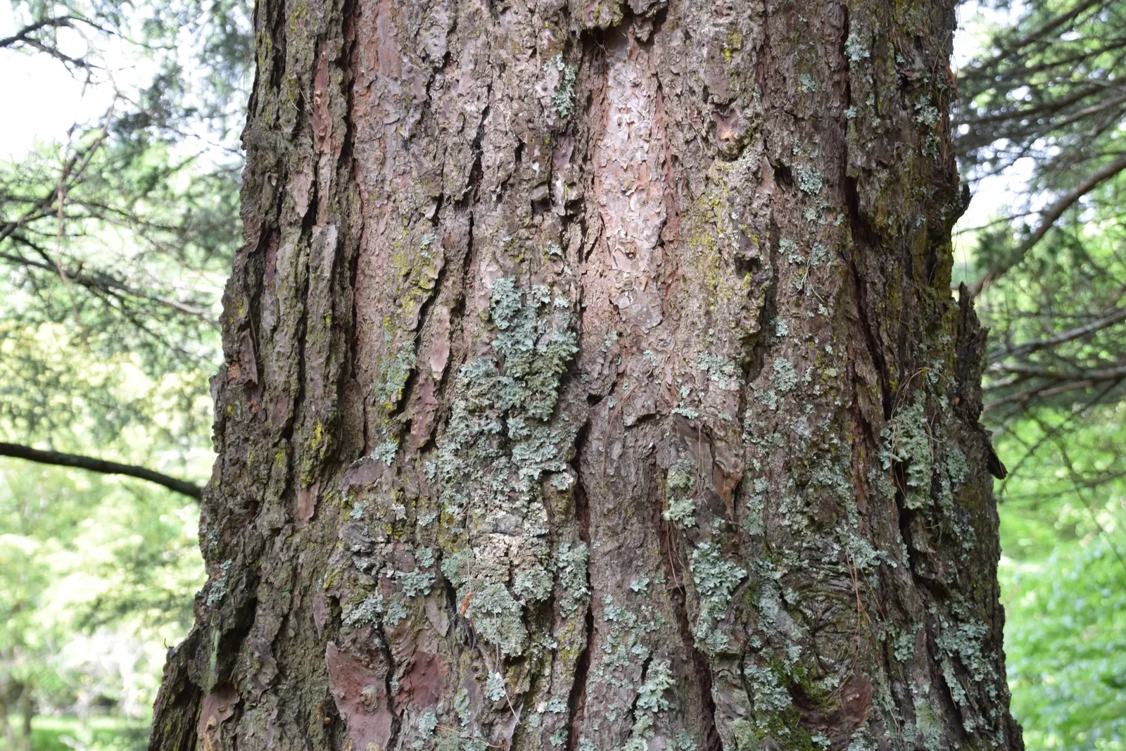 Jelecote Pine, Mexican Pine (Pinus Patula) — Its distinctive pendulous branches bear bright green