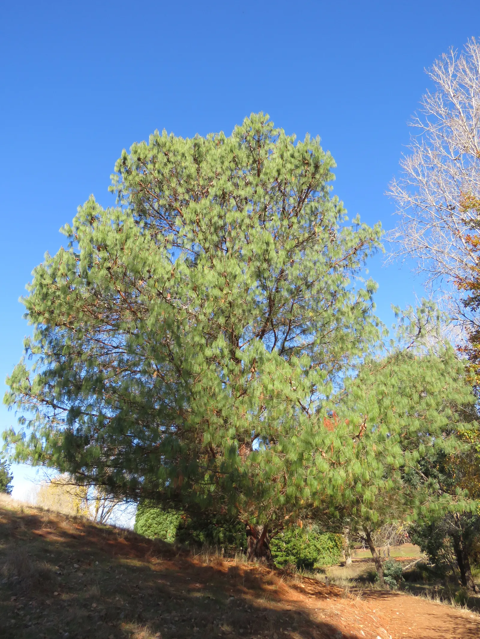 Jelecote Pine, Mexican Pine (Pinus Patula) — This species prefers well-drained, acidic soils and thrives in USDA zones 7-10
