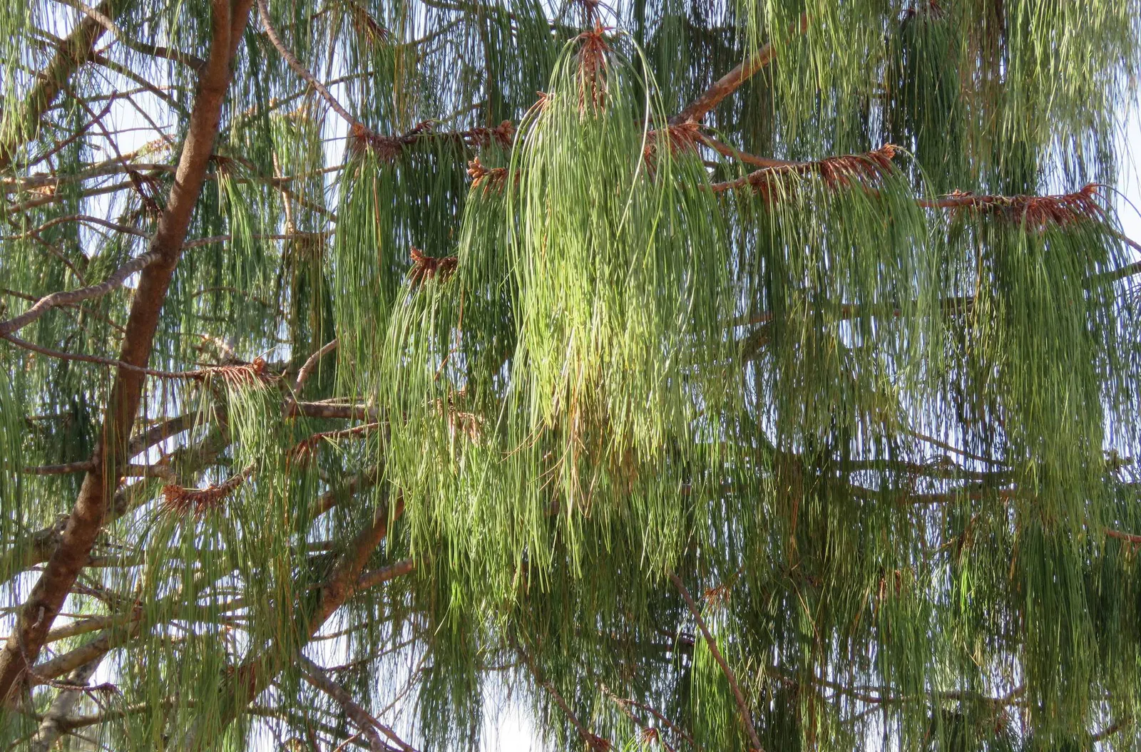 Jelecote Pine, Mexican Pine (Pinus Patula) — is a distinctive and attractive conifer native to the high elevation regions of Mexico; this tree makes a