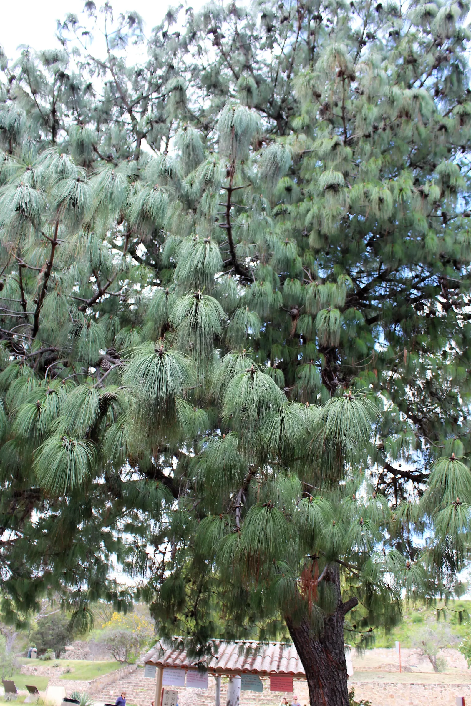 Jelecote Pine, Mexican Pine (Pinus Patula) — The Jelecote Pine is exceptionally tolerant of acidic soils and prefers full sun exposure