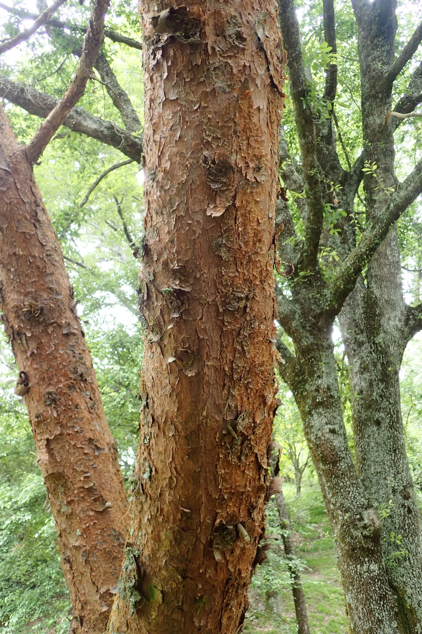 Jelecote Pine, Mexican Pine (Pinus Patula) — commonly called Mexican Weeping Pine or Jelecote Pine
