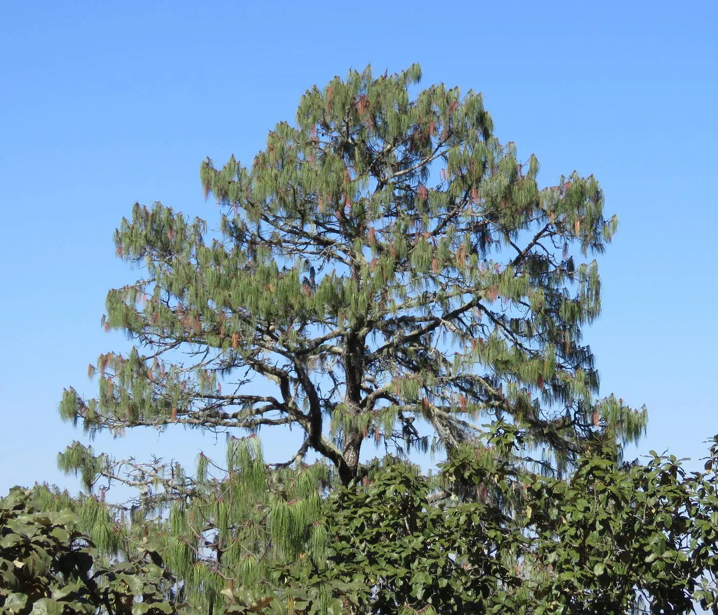 Jelecote Pine, Mexican Pine (Pinus Patula) — consider its ultimate size and potential shade implications