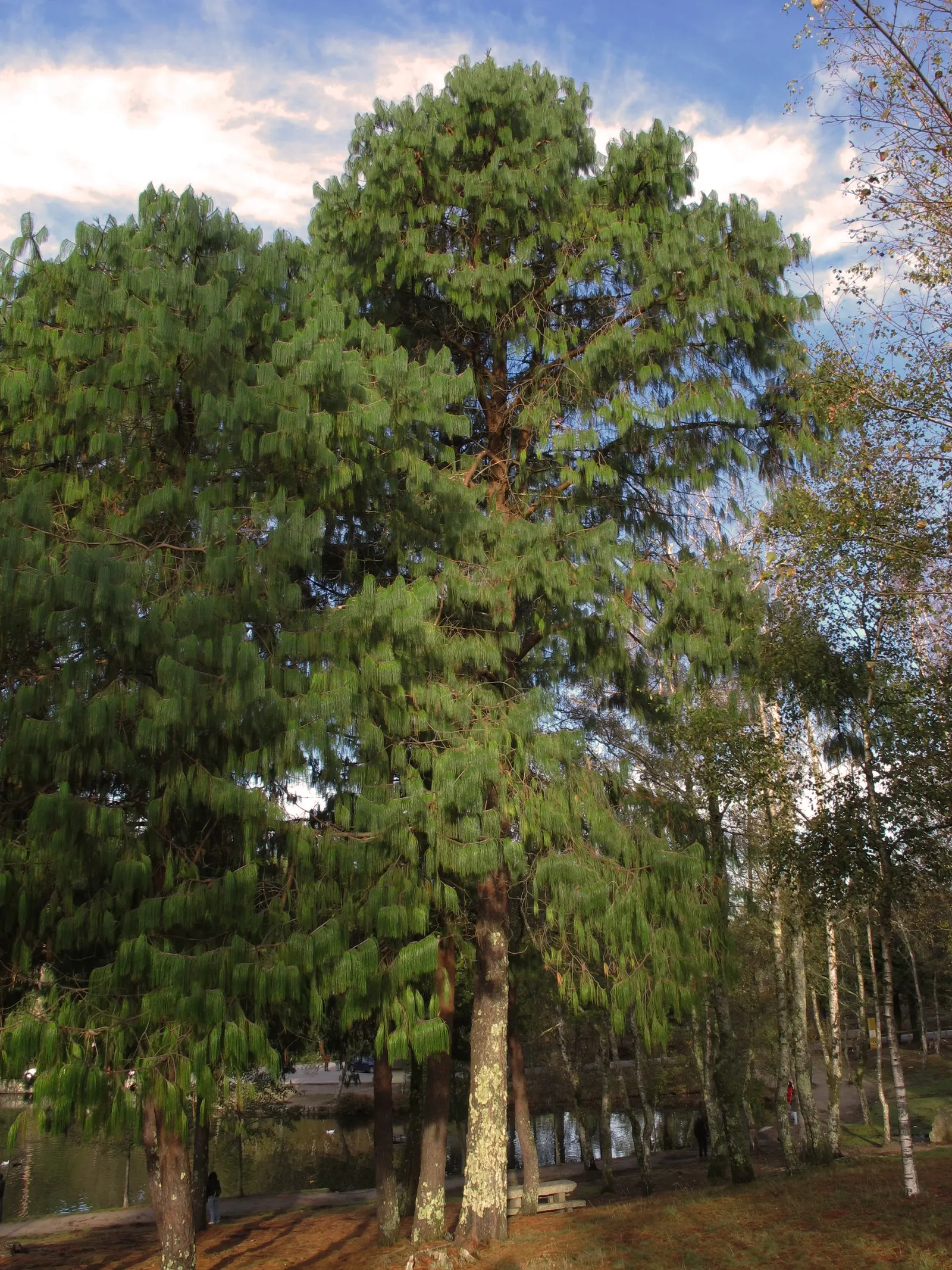 Jelecote Pine, Mexican Pine (Pinus Patula) — thriving in USDA hardiness zones 7 through 9.<br><br>When specifying this pine in your garden design