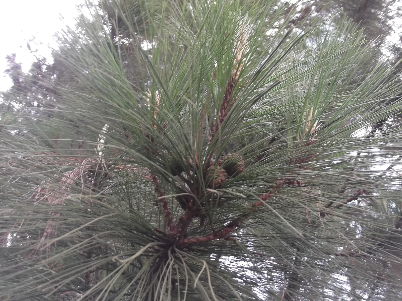 Jelecote Pine, Mexican Pine (Pinus Patula) — also commonly referred to as the Mexican Pine or by its scientific name; arranged in fascicles of three