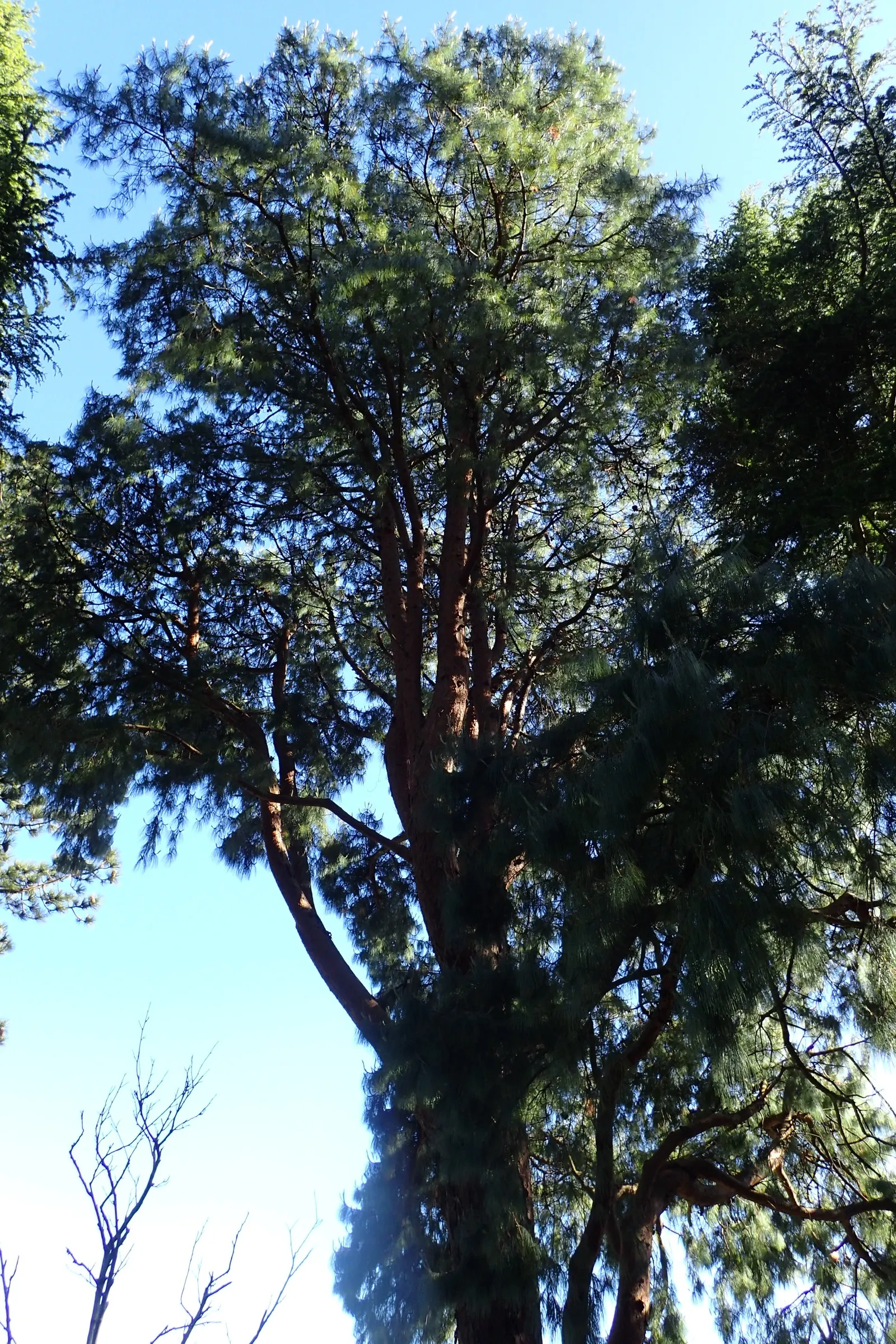 Jelecote Pine, Mexican Pine (Pinus Patula) — flexible needles about 6-12 inches long