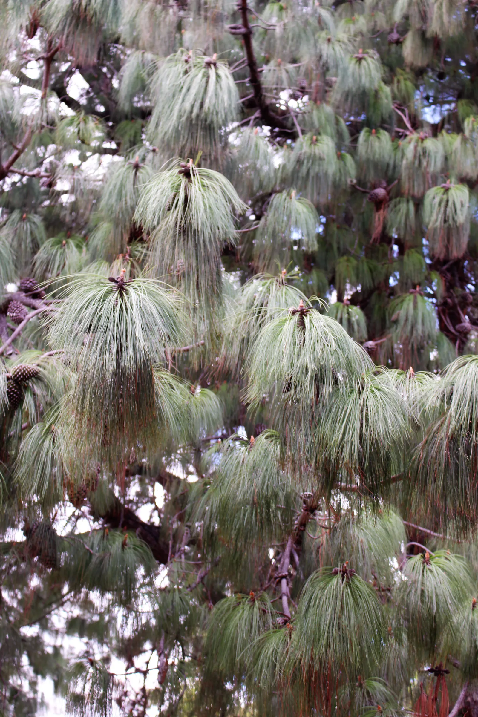 Jelecote Pine, Mexican Pine (Pinus Patula) — is a slender evergreen reaching up to 100 feet tall with a spread of 15-30 feet