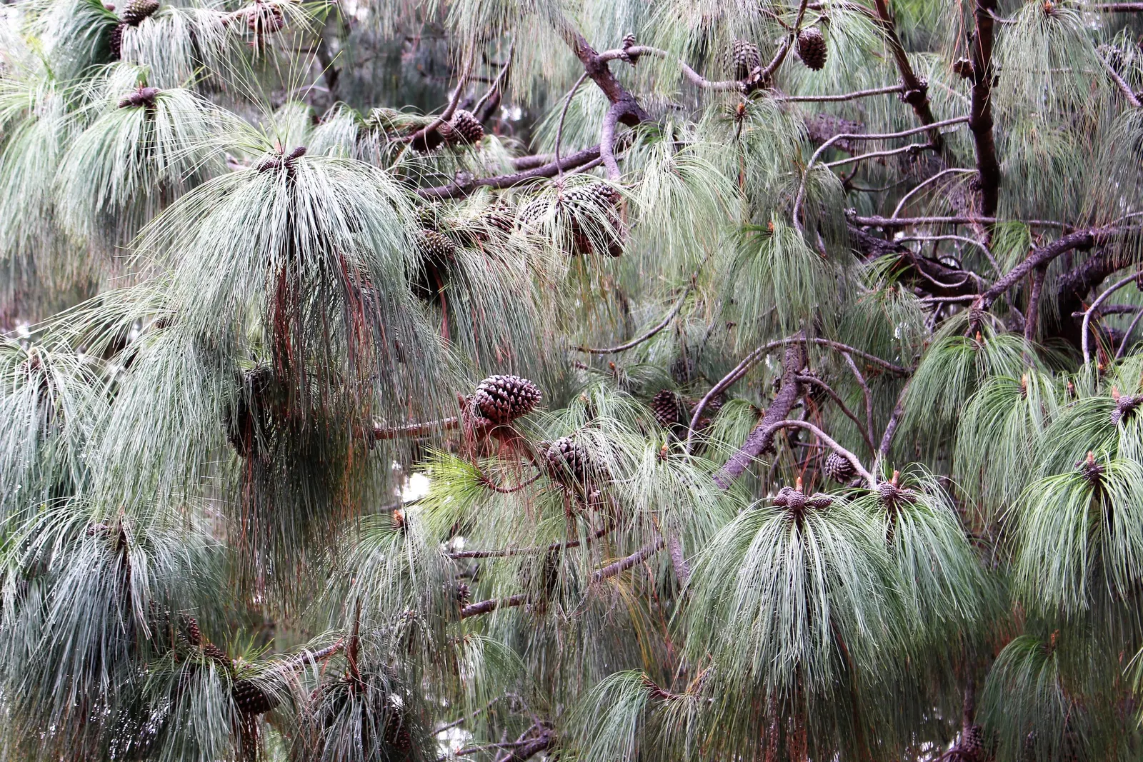Jelecote Pine, Mexican Pine (Pinus Patula) — This species prefers well-drained, acidic soils and thrives in USDA zones 7-10; typically about 8 to 12 inches in