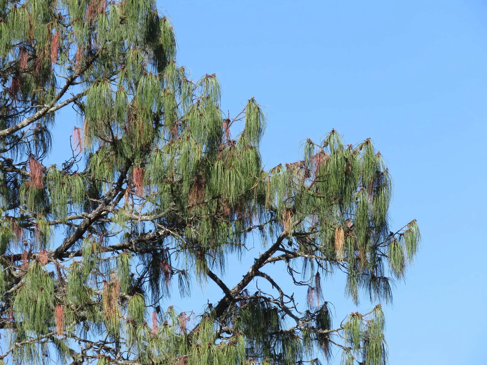 Jelecote Pine, Mexican Pine (Pinus Patula) — It is an excellent choice for commanding focal points, screening, or for creating a haven for wildlife