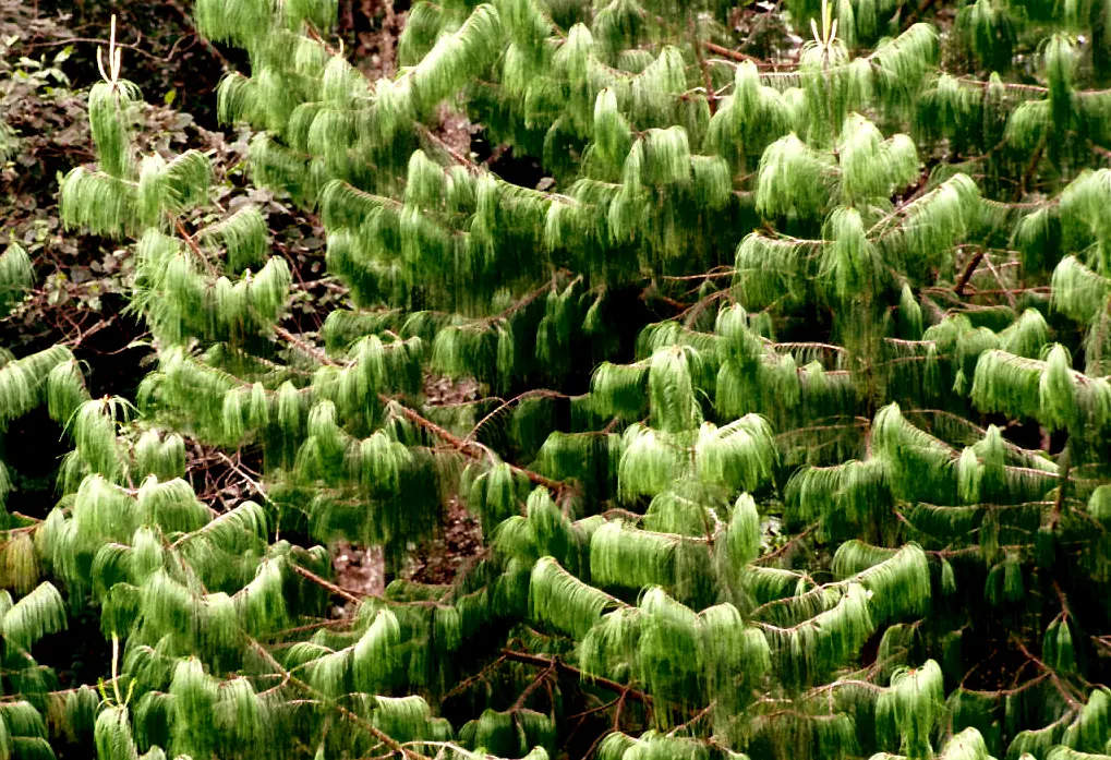 Jelecote Pine, Mexican Pine (Pinus Patula) — With moderate growth rates and a preference for cooler