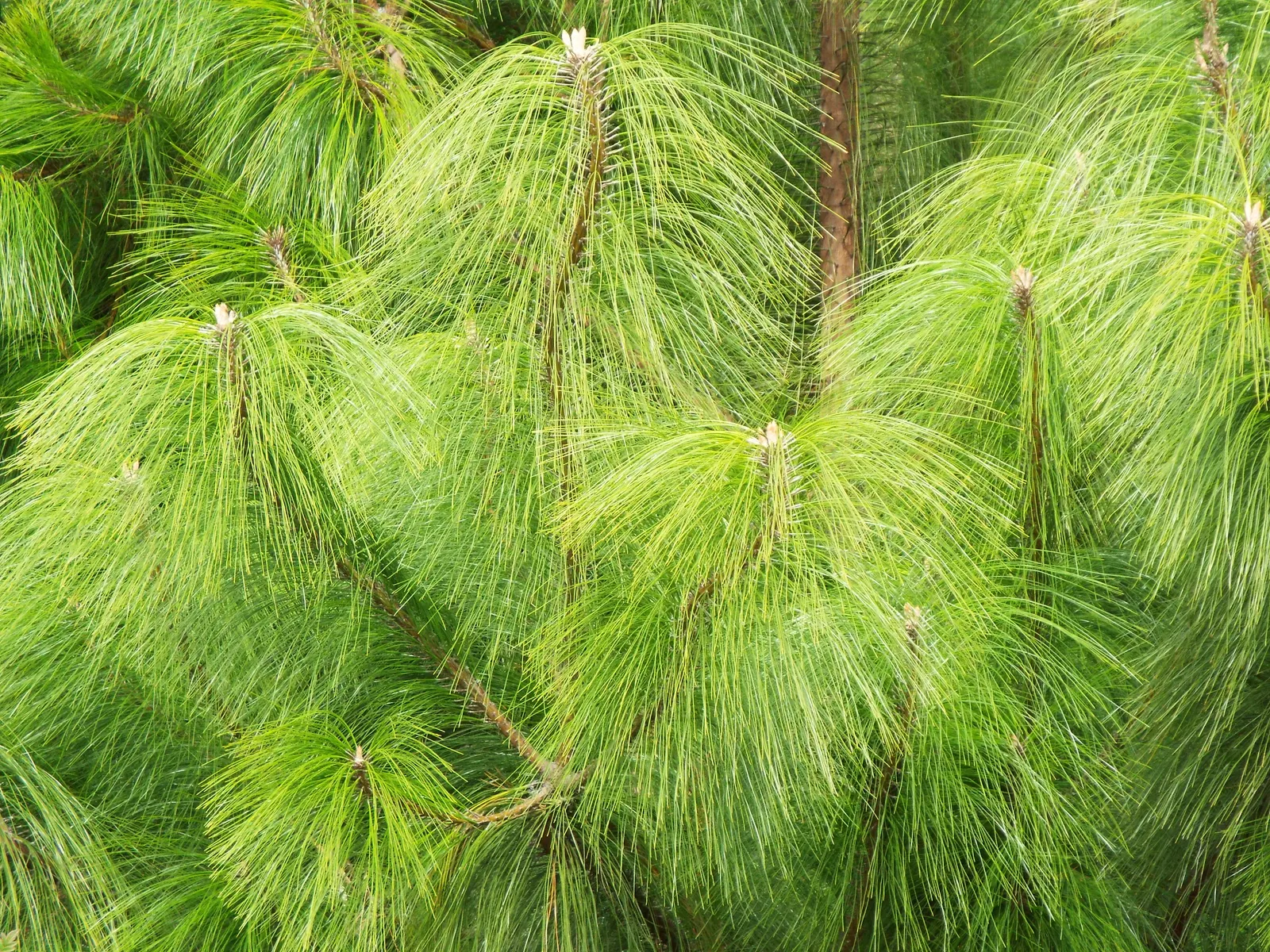Jelecote Pine, Mexican Pine (Pinus Patula) — adding a rugged aesthetic that contrasts elegantly with its bright green needles
