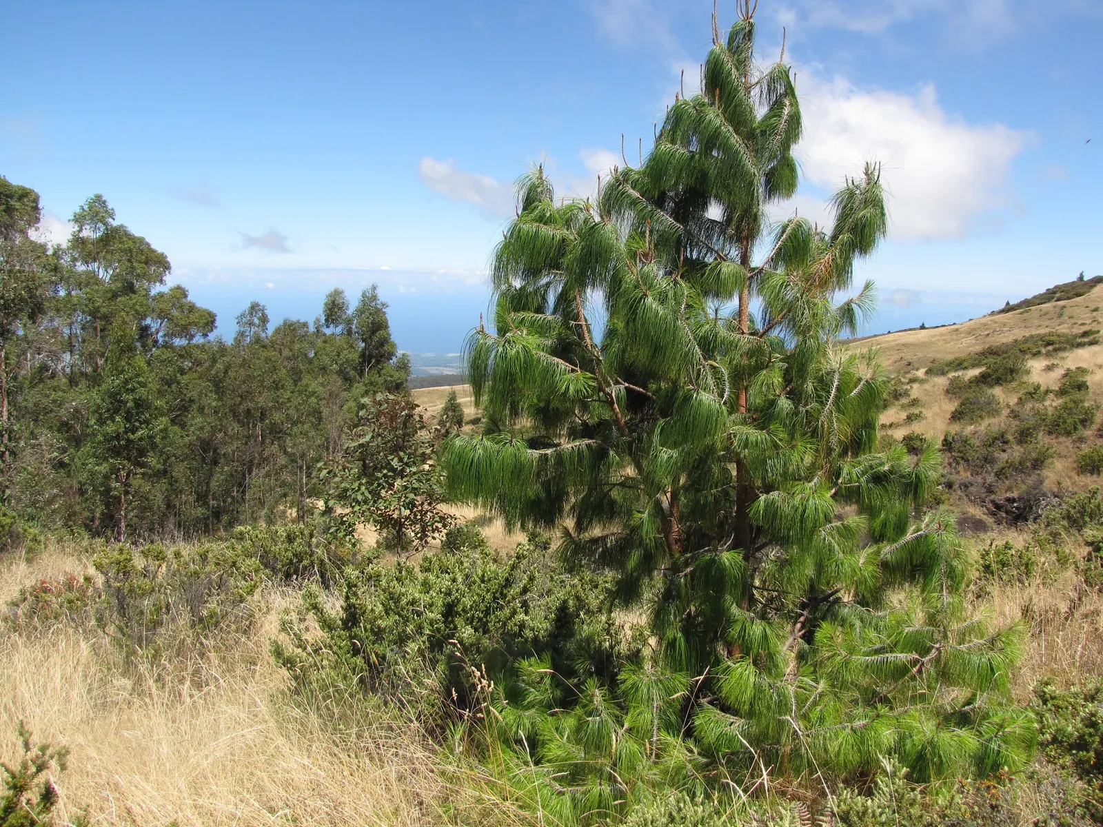 Jelecote Pine, Mexican Pine (Pinus Patula) — this tree makes a statement in any landscape design