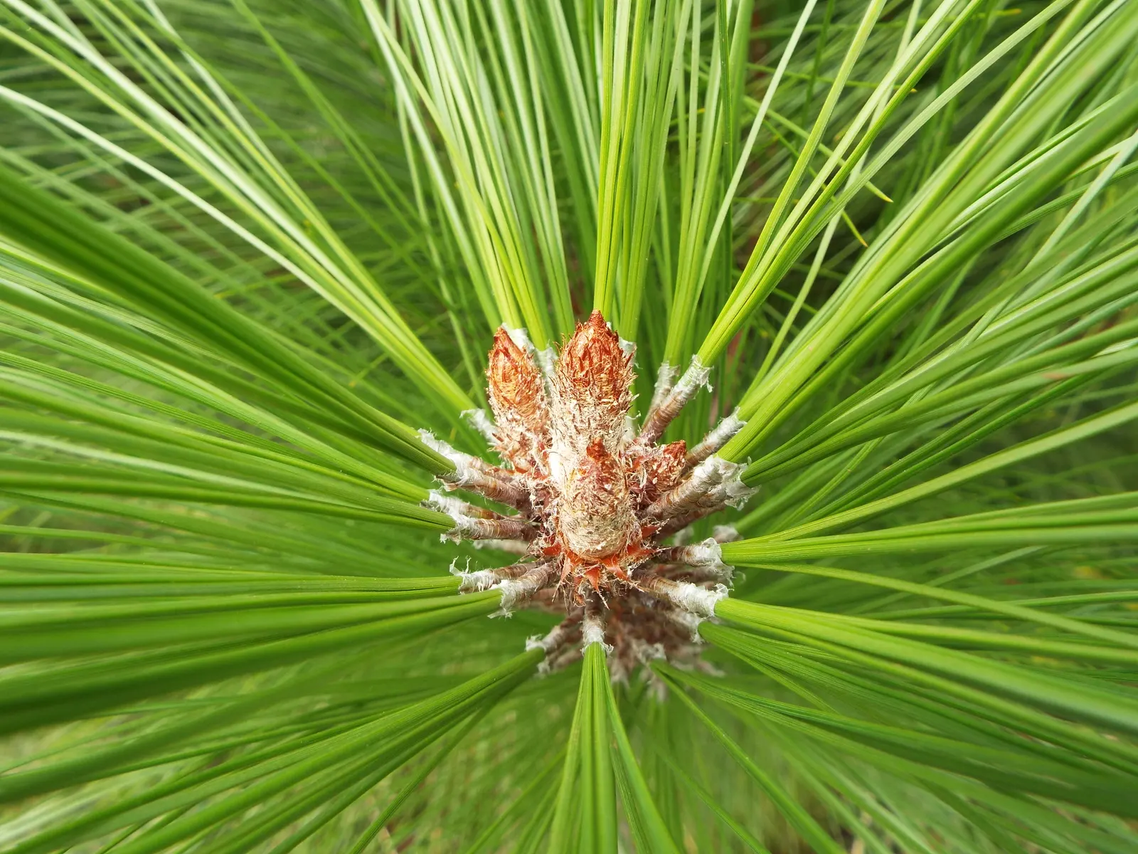 Jelecote Pine, Mexican Pine (Pinus Patula) — is a distinctive and attractive conifer native to the high elevation regions of Mexico