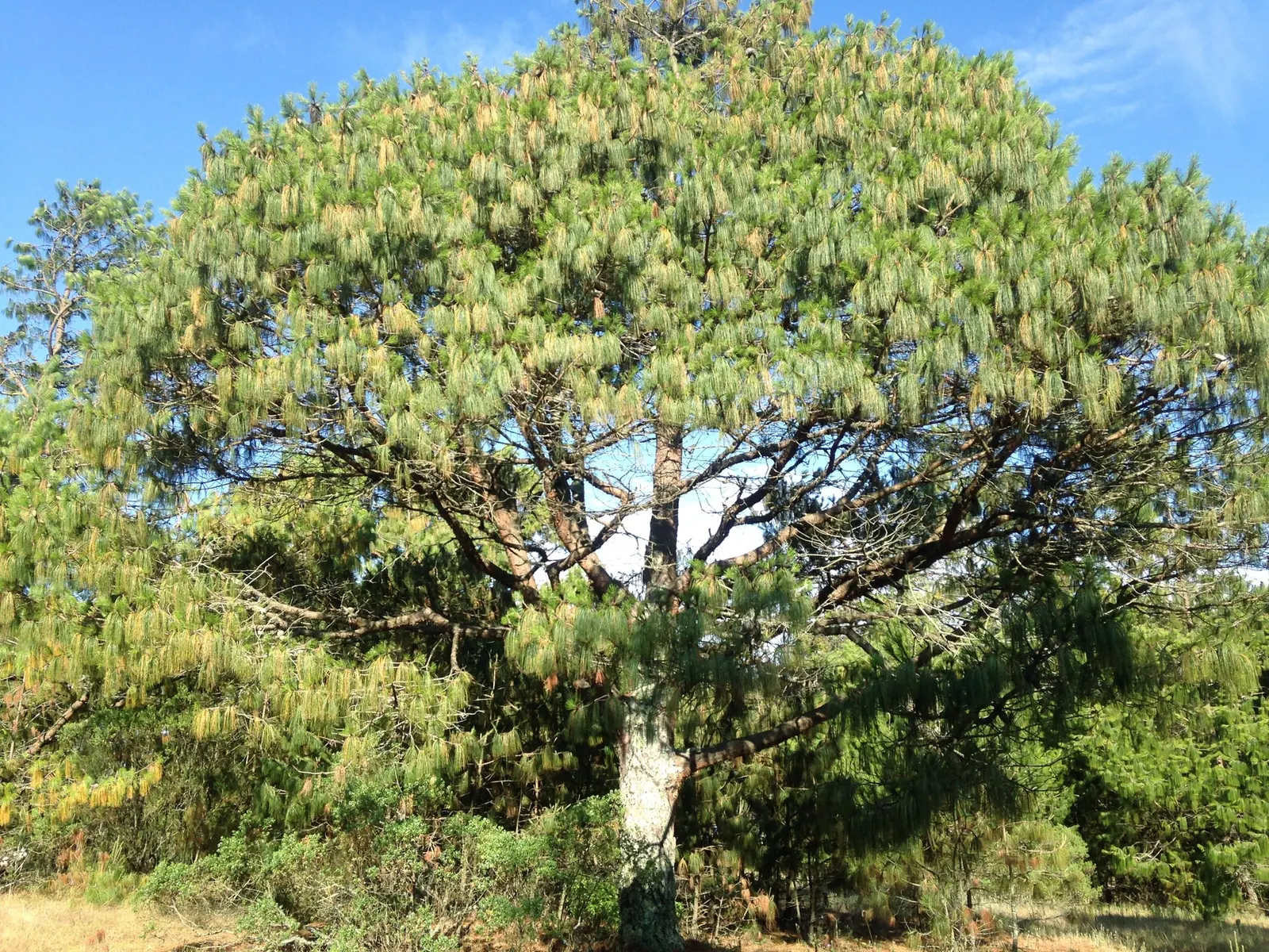 Jelecote Pine, Mexican Pine (Pinus Patula) — arranged in fascicles of three; also commonly referred to as the Mexican Pine or by its scientific name