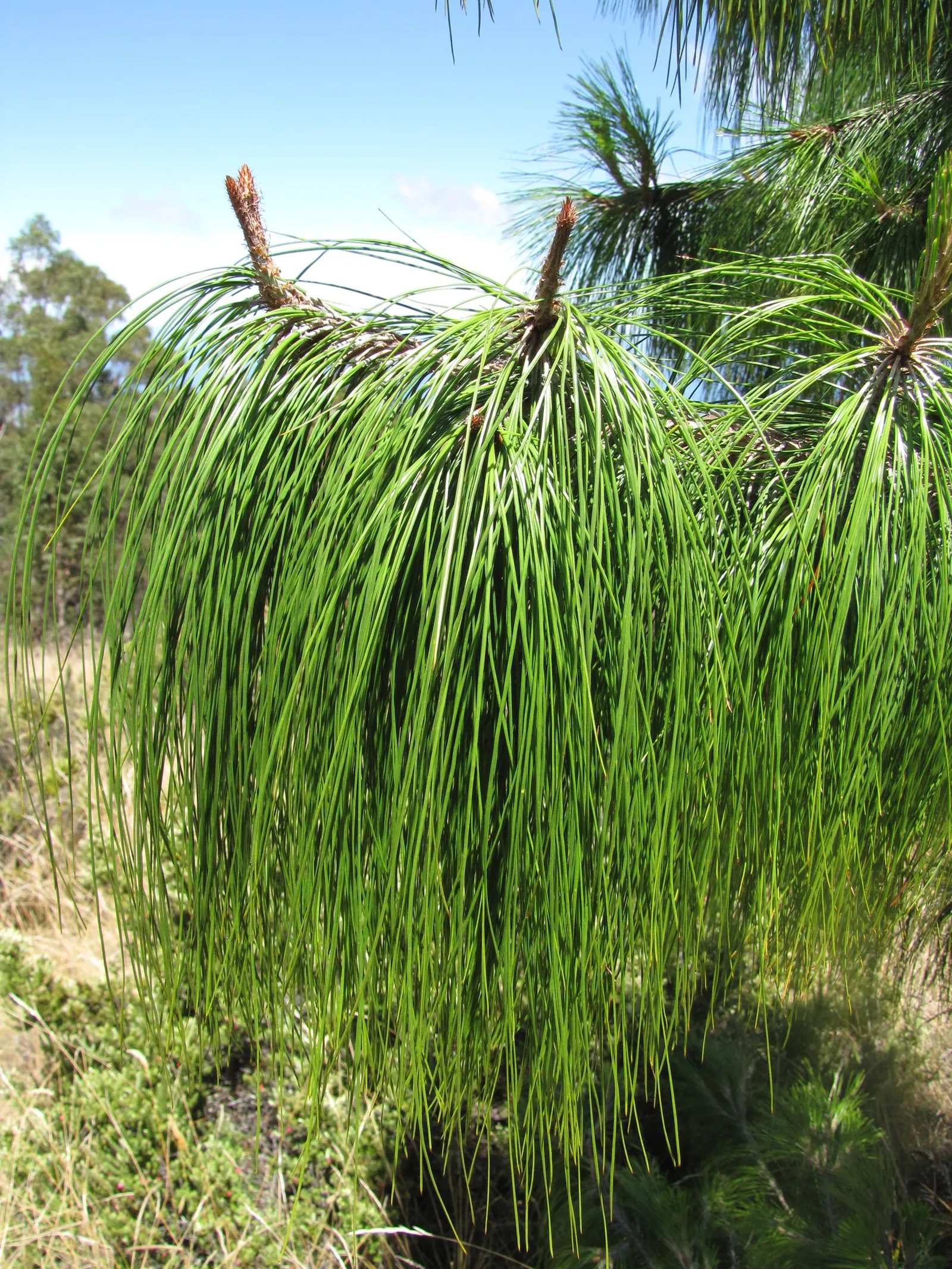 Jelecote Pine, Mexican Pine (Pinus Patula) — with a canopy spread of approximately 15 to 30 feet