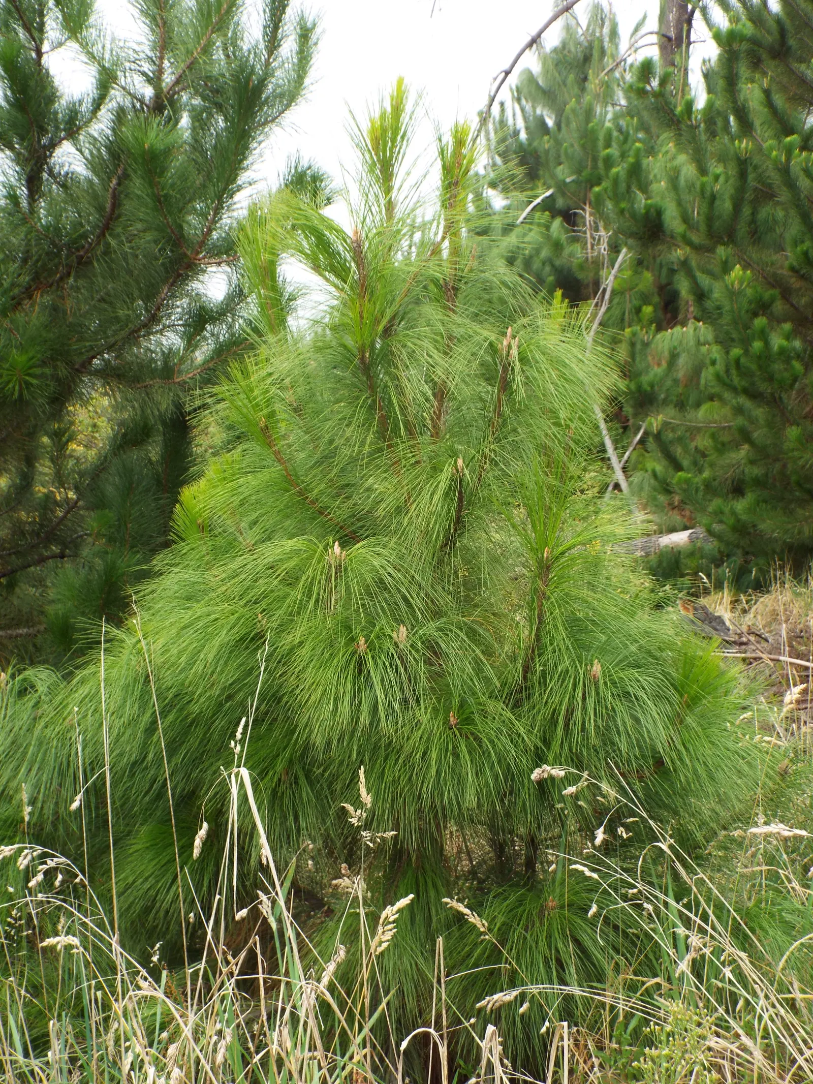 Jelecote Pine, Mexican Pine (Pinus Patula) — Its branches are characterized by a sweeping