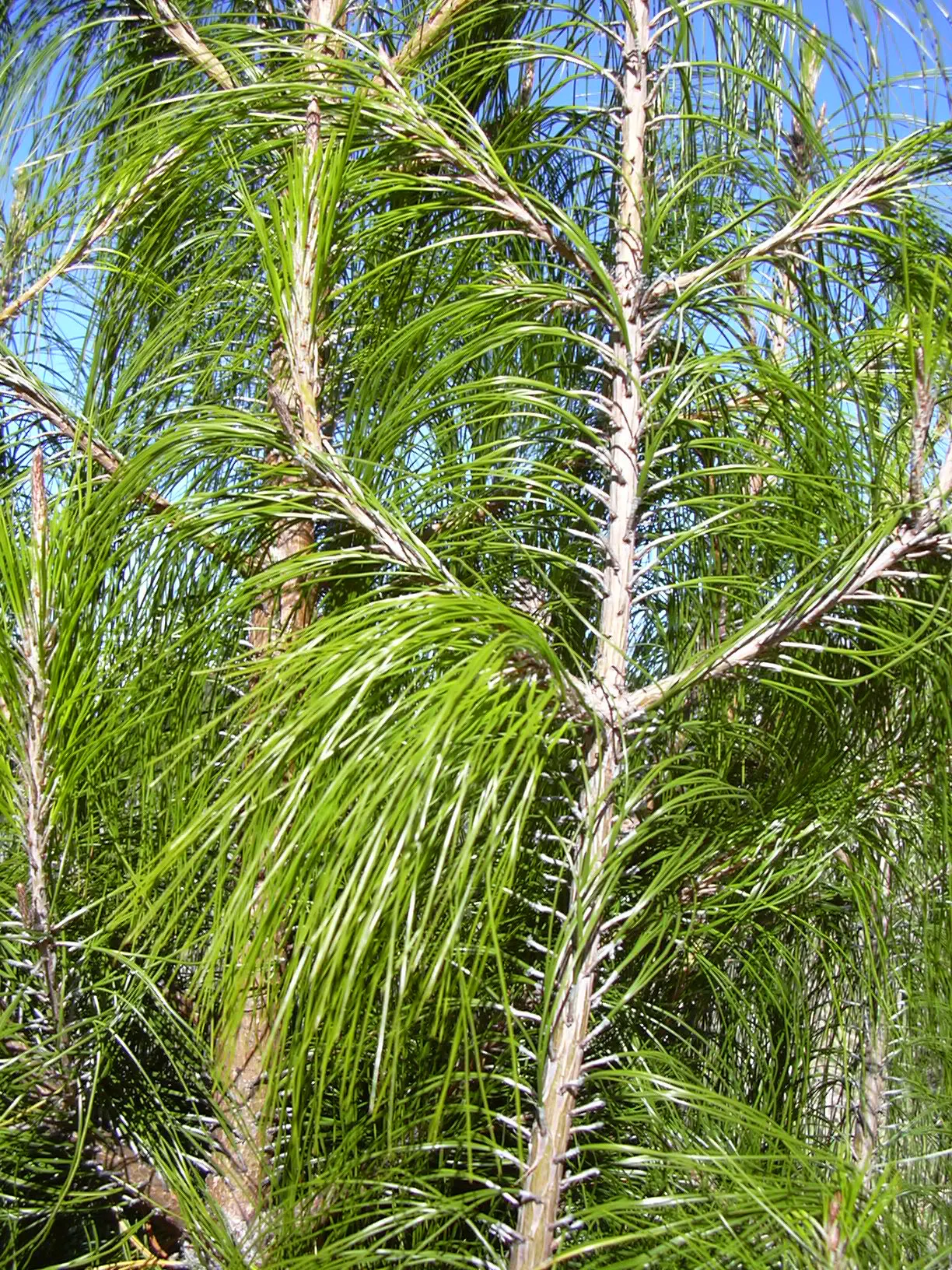 Jelecote Pine, Mexican Pine (Pinus Patula) — is a slender evergreen reaching up to 100 feet tall with a spread of 15-30 feet; with a canopy spread of