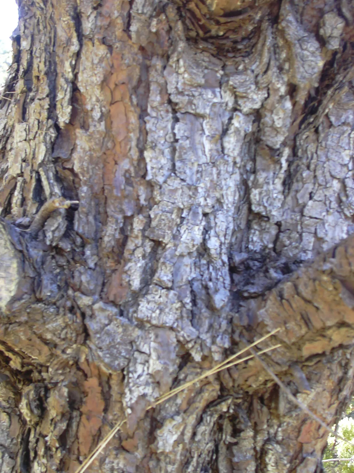 Jelecote Pine, Mexican Pine (Pinus Patula) — typically about 8 to 12 inches in length