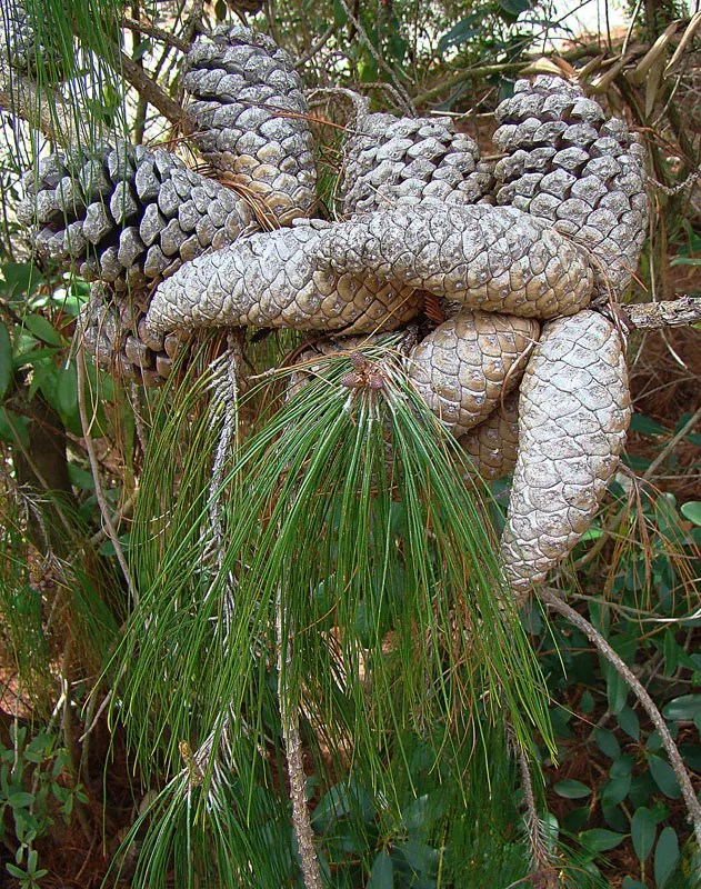 Jelecote Pine, Mexican Pine (Pinus Patula) — commonly called Mexican Weeping Pine or Jelecote Pine; flexible needles about 6-12 inches long