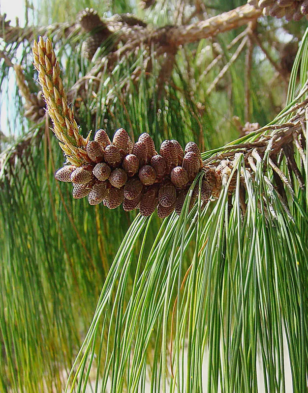Jelecote Pine, Mexican Pine (Pinus Patula) — conifer / tree for full