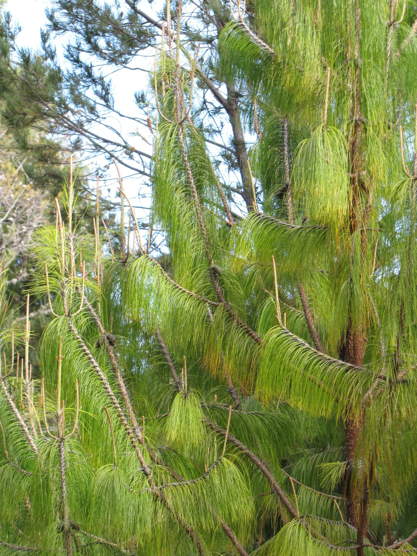 Jelecote Pine, Mexican Pine (Pinus Patula) — Boasting a height that reaches anywhere between 65 to 100 feet at maturity
