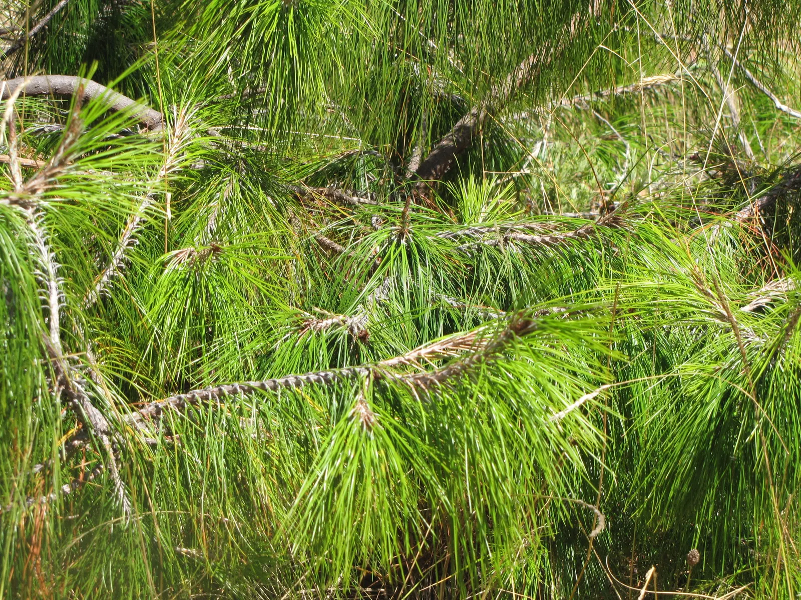Jelecote Pine, Mexican Pine (Pinus Patula) — also commonly referred to as the Mexican Pine or by its scientific name