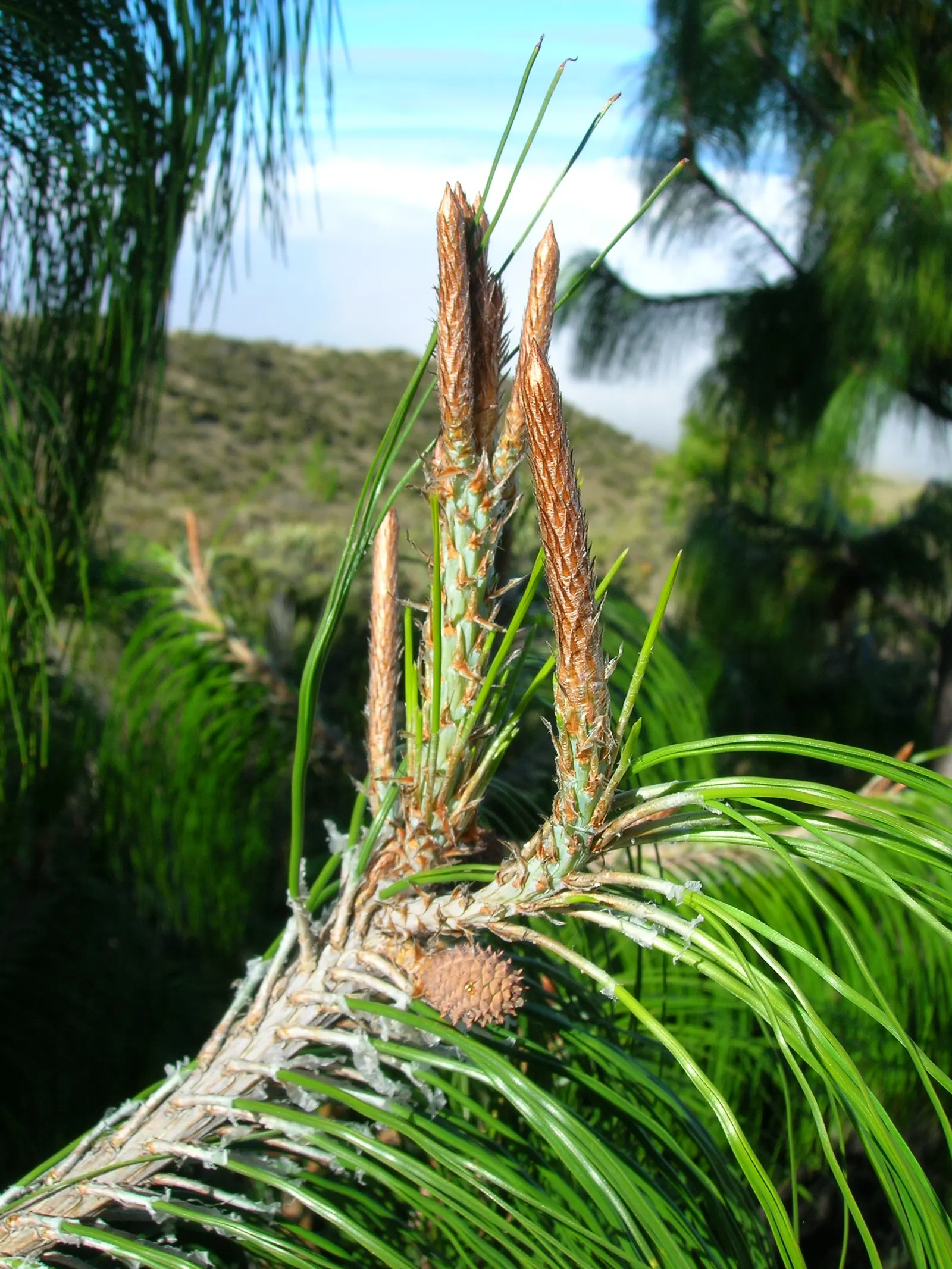 Jelecote Pine, Mexican Pine (Pinus Patula) — Ideal for creating vertical accents in large landscapes, it radiates a graceful, soft aesthetic