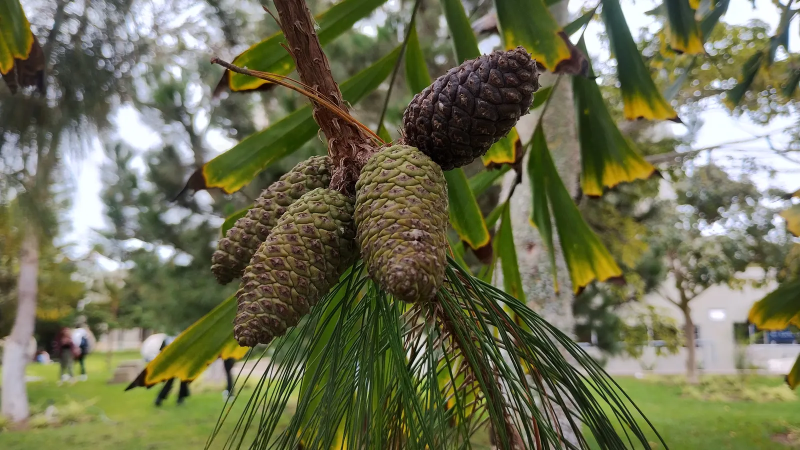 Jelecote Pine, Mexican Pine (Pinus Patula) — flexible needles about 6-12 inches long; commonly called Mexican Weeping Pine or Jelecote Pine