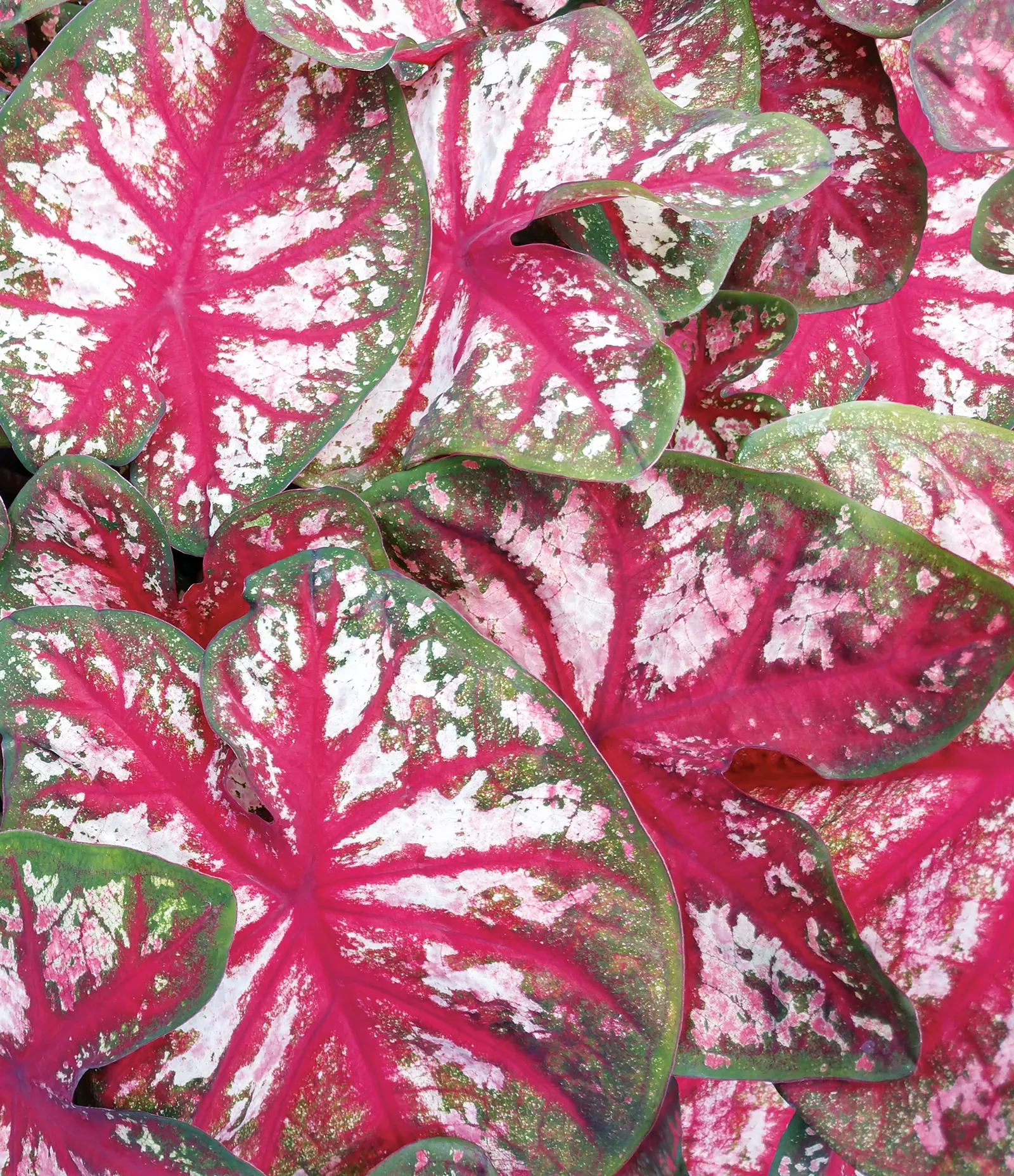 Bottle Rocket Sun or Shade Caladium (Caladium hortulanum) — Containers are often the easiest route in cooler regions because the soil warms quickly and drains