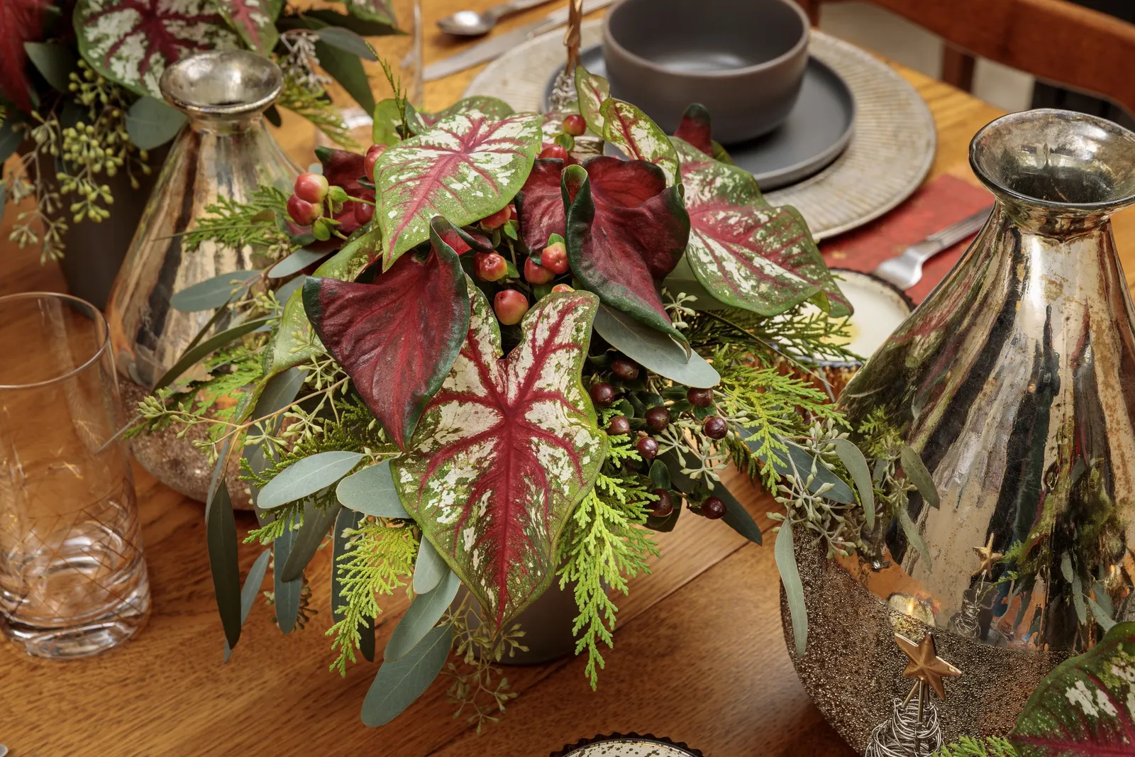 'Hot 2 Trot' Sun and Shade Caladium (Caladium hortulanum) — mounded plant about 15 to 20 inches tall and 10 to 14 inches wide