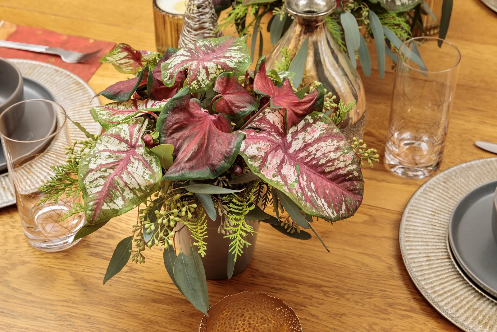 'Hot 2 Trot' Sun and Shade Caladium (Caladium hortulanum) — frost-free climates; elsewhere