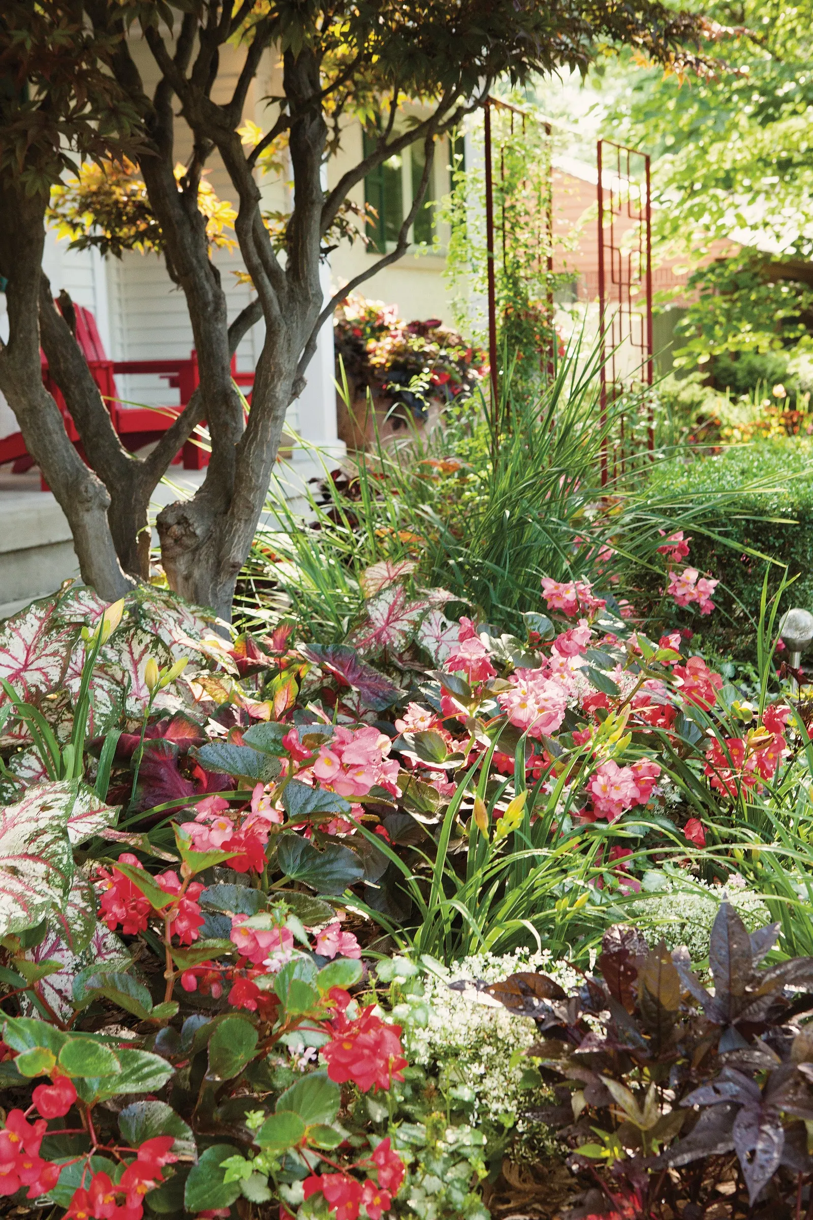 Bottle Rocket Sun or Shade Caladium (Caladium hortulanum) — It grows upright to 15-20 inches tall and 10-14 inches wide