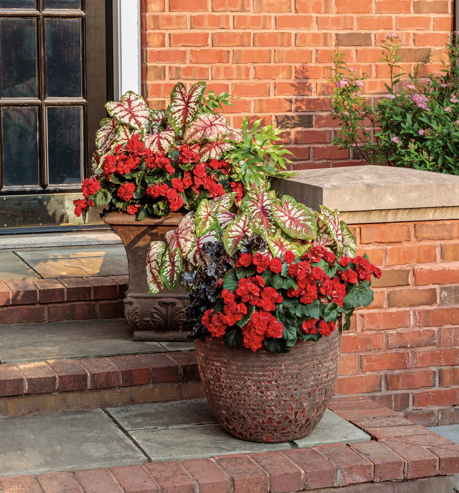 Bottle Rocket Sun or Shade Caladium (Caladium hortulanum) — commonly referred to as Bottle Rocket Sun or Shade Caladium