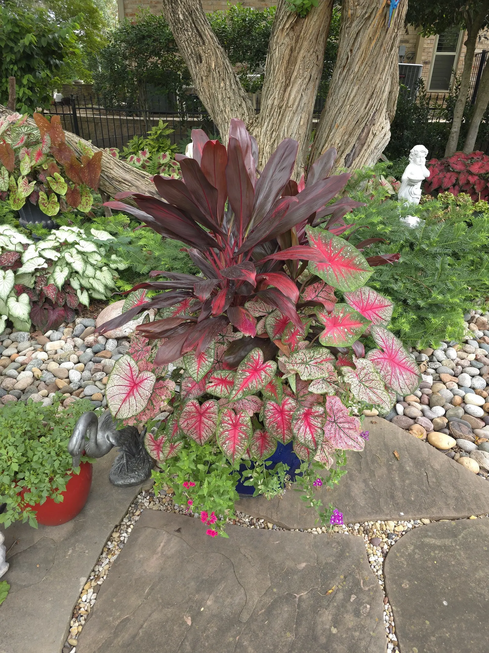 Bottle Rocket Sun or Shade Caladium (Caladium hortulanum) — Hardy in USDA Zones 10a-11b