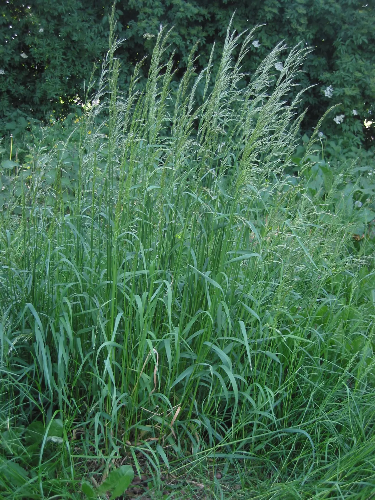 Bulbous Oat Grass (Arrhenatherum Species) — Bulbous Oat Grass (Arrhenatherum elatius) thrives in U.S