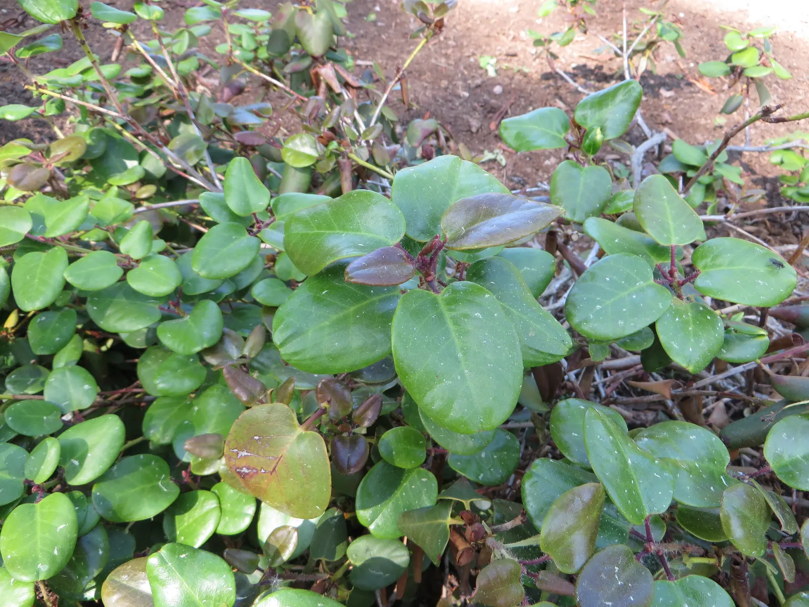 Williams Shade Azalea (Rhododendron Williamsianum) — Prefers well-drained, acidic soil; pink flowers in the garden