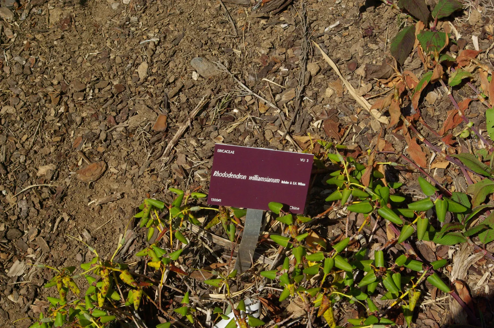 Williams Shade Azalea (Rhododendron Williamsianum) — transitioning to a bronze tone in fall.<br><br>In late spring to early summer