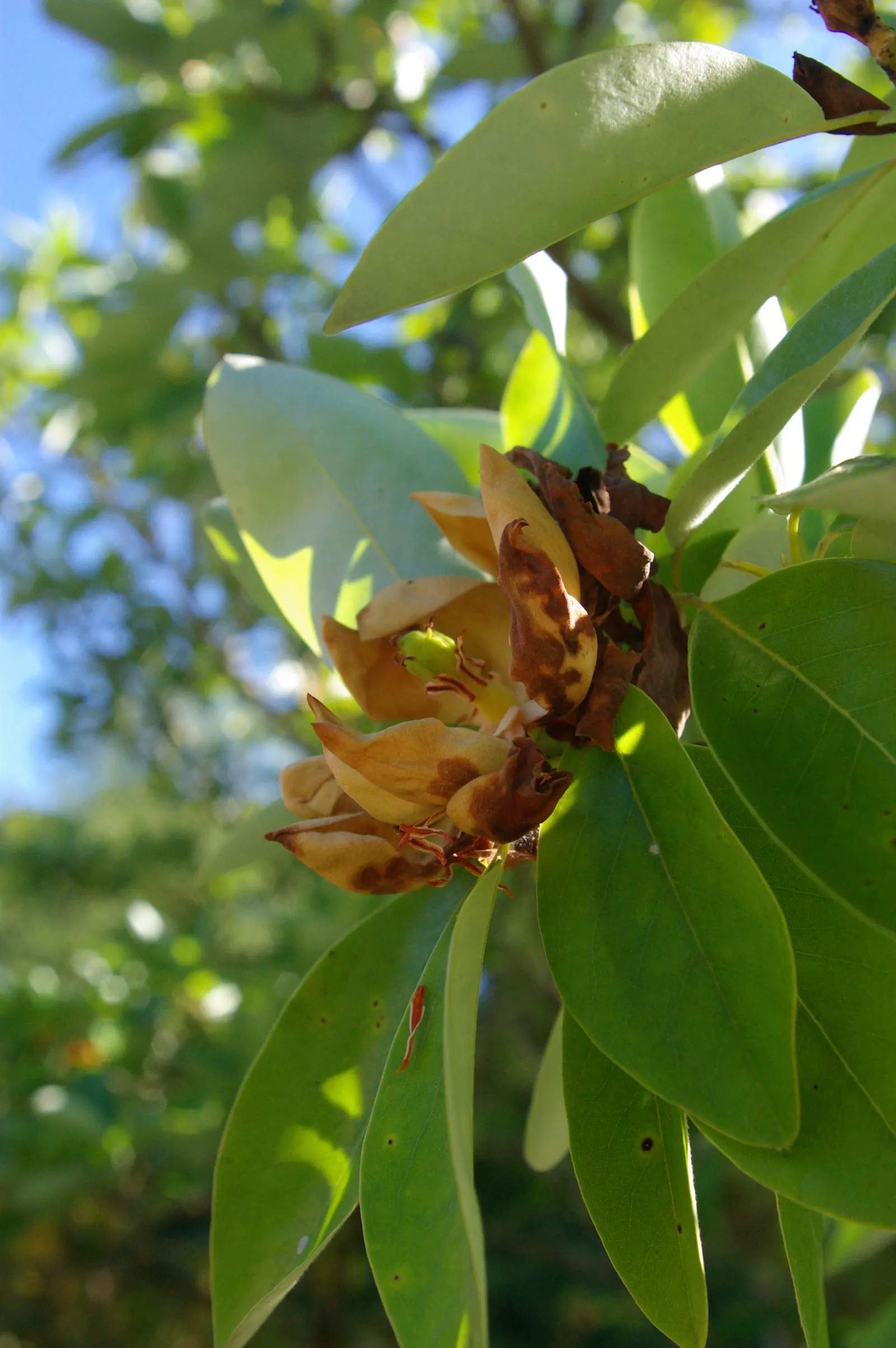Williams Shade Azalea (Rhododendron Williamsianum) — Suited for understory planting, it adds year-round interest to woodland gardens