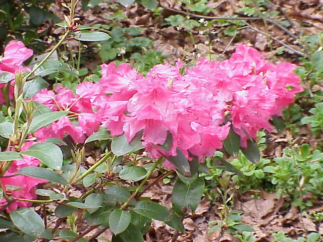 Williams Shade Azalea (Rhododendron Williamsianum) — the Williams Shade Azalea is an excellent choice for a serene