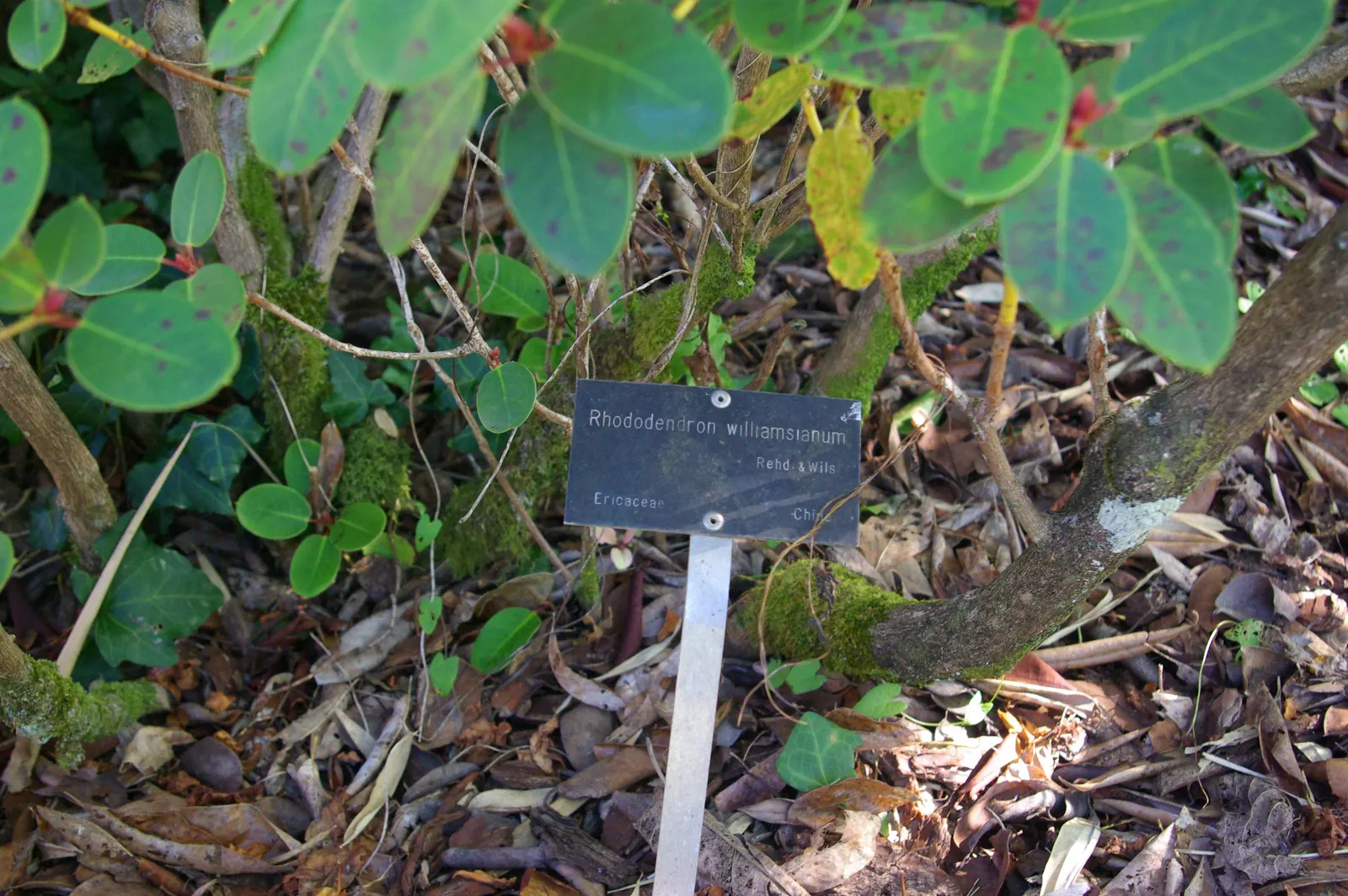 Williams Shade Azalea (Rhododendron Williamsianum) — each measuring 1 to 1.5 inches across