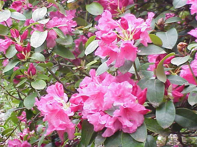 Williams Shade Azalea (Rhododendron Williamsianum) — is a captivating specimen revered for its unique foliage and enchanting floral display; acidic soil with a